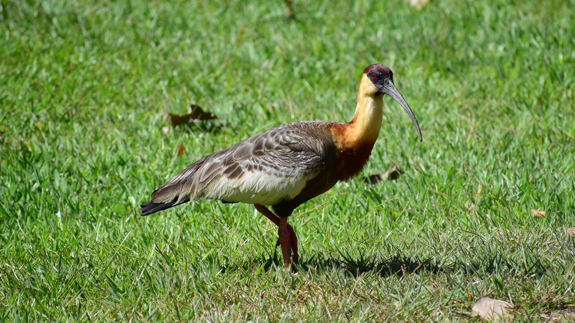 Buff-necked Ibis, Hotel Pantanal Norte, Porto Jofre