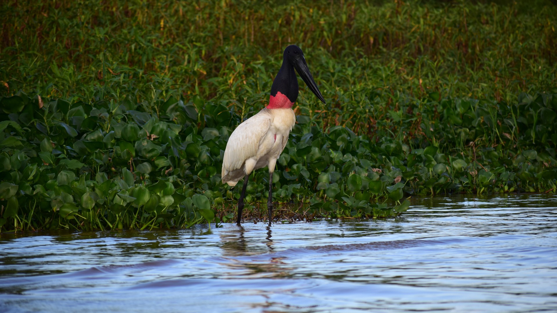 Jabiru Stork, Central Pantanal