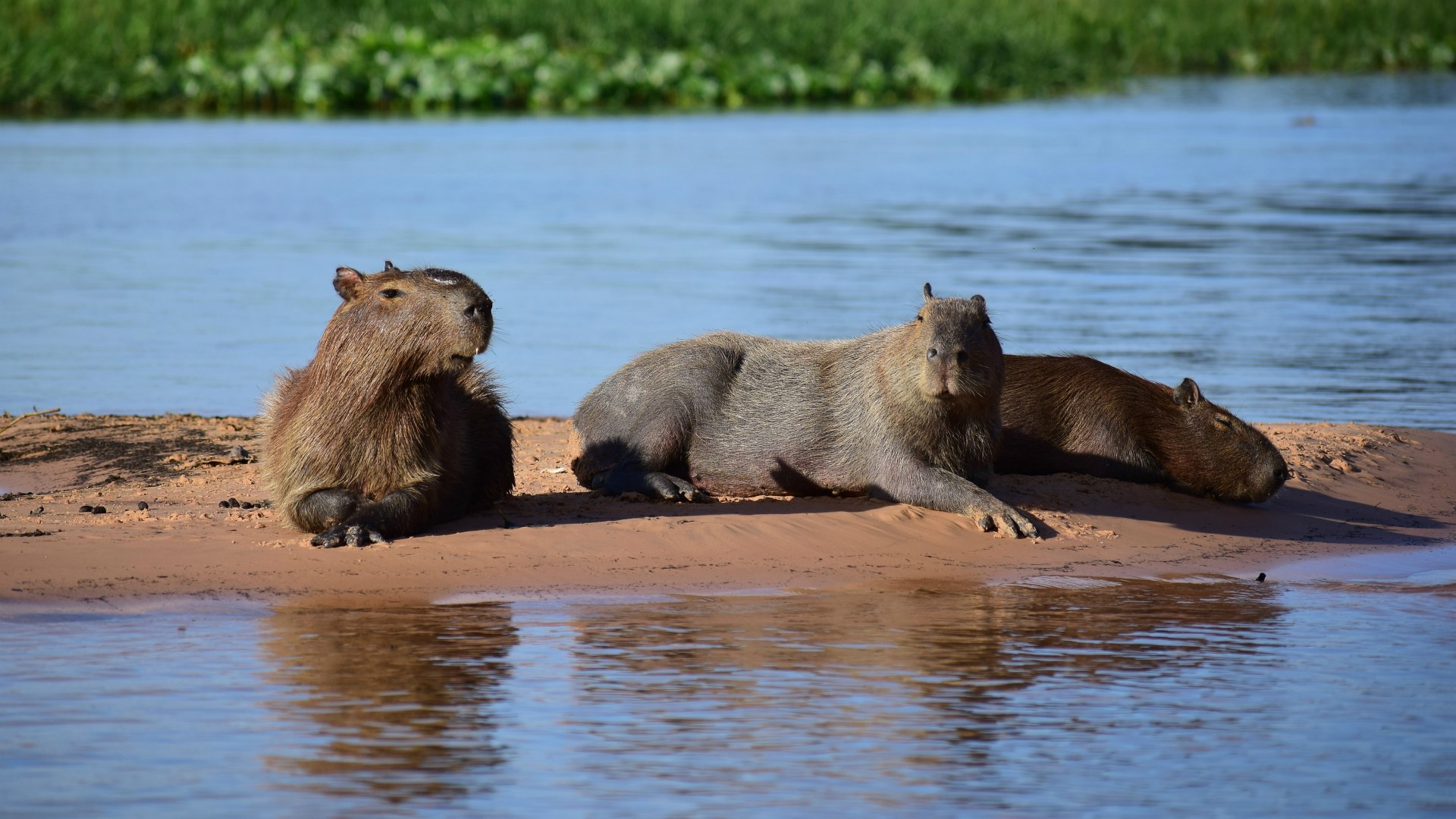 Capybaras, Central Pantanal