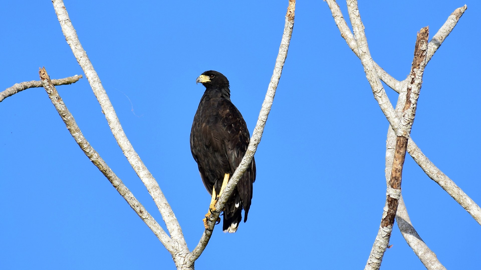 Great Black Hawk, Central Pantanal
