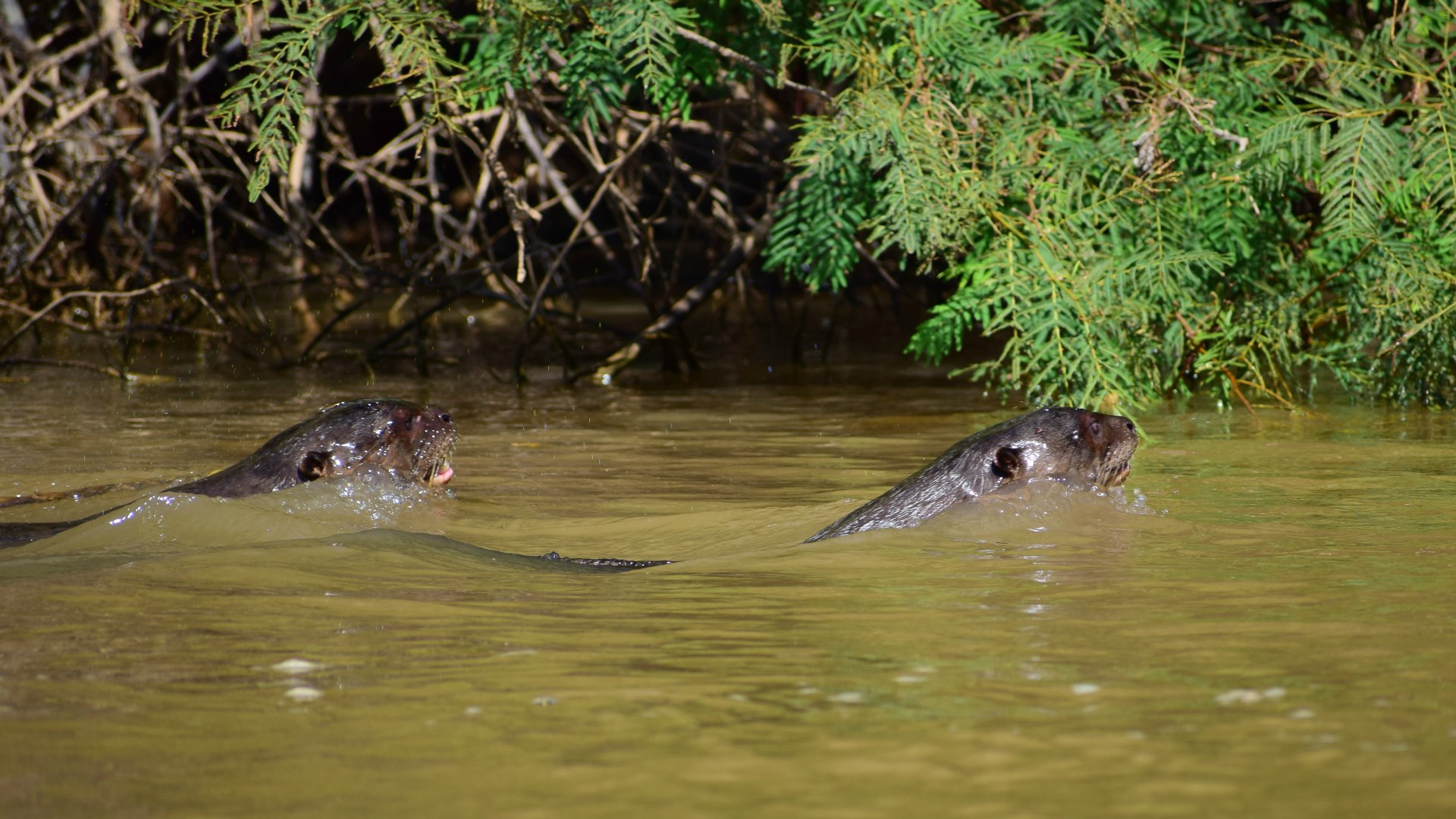 Giant Otters, Central Pantanal