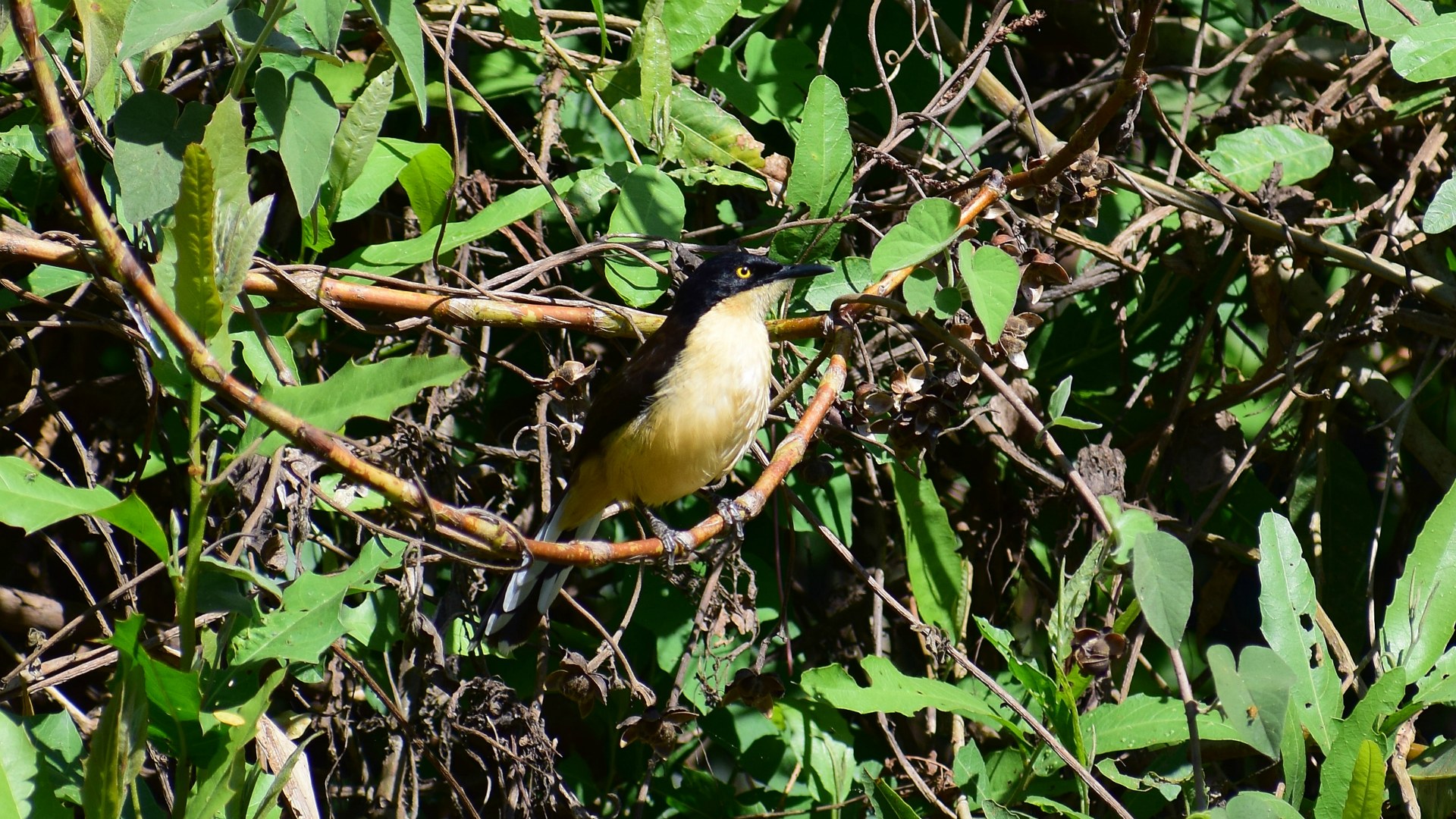Black-capped Donacobius, Central Pantanal