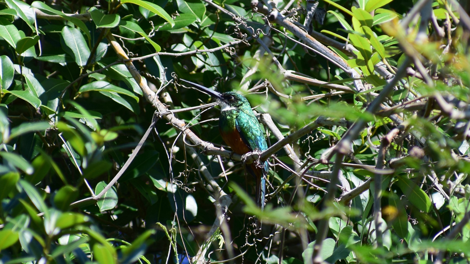 Rufous-tailed Jacamar, Central Pantanal