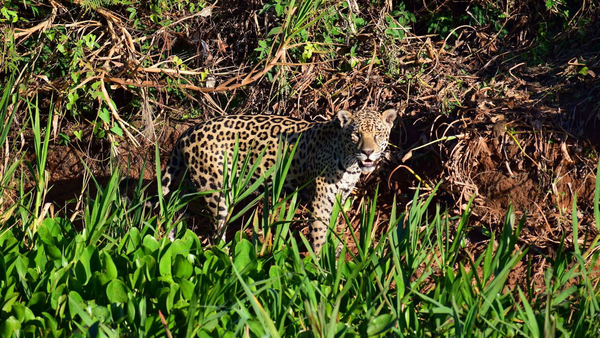 Jaguar, Central Pantanal