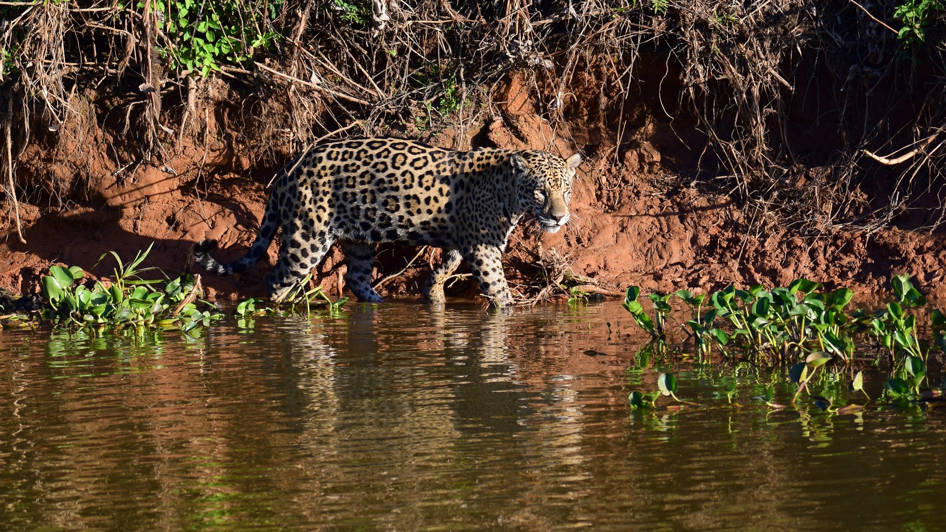 Jaguar, Central Pantanal
