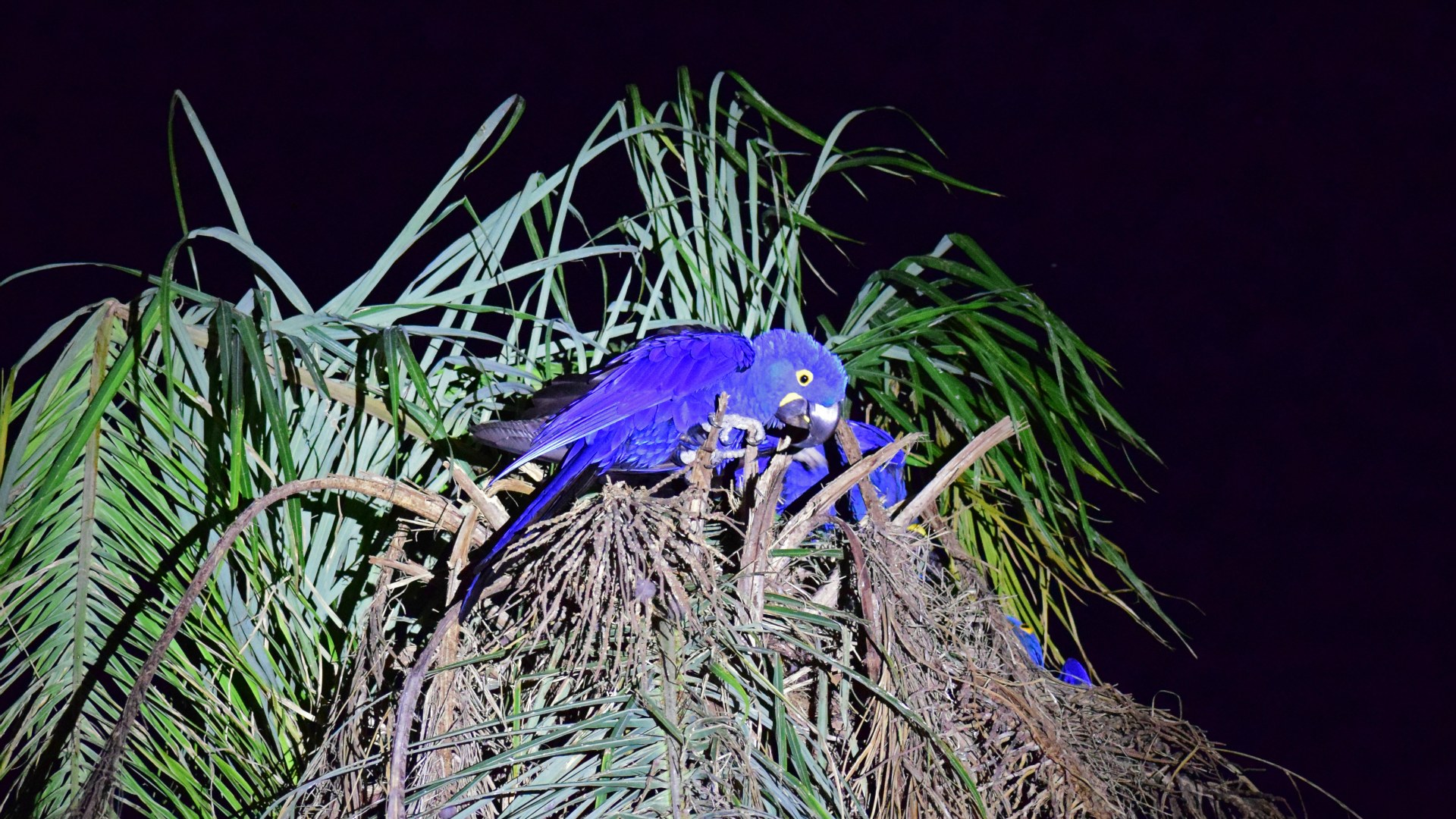 Hyacinth Macaws, Hotel Pantanal Norte, Porto Jofre