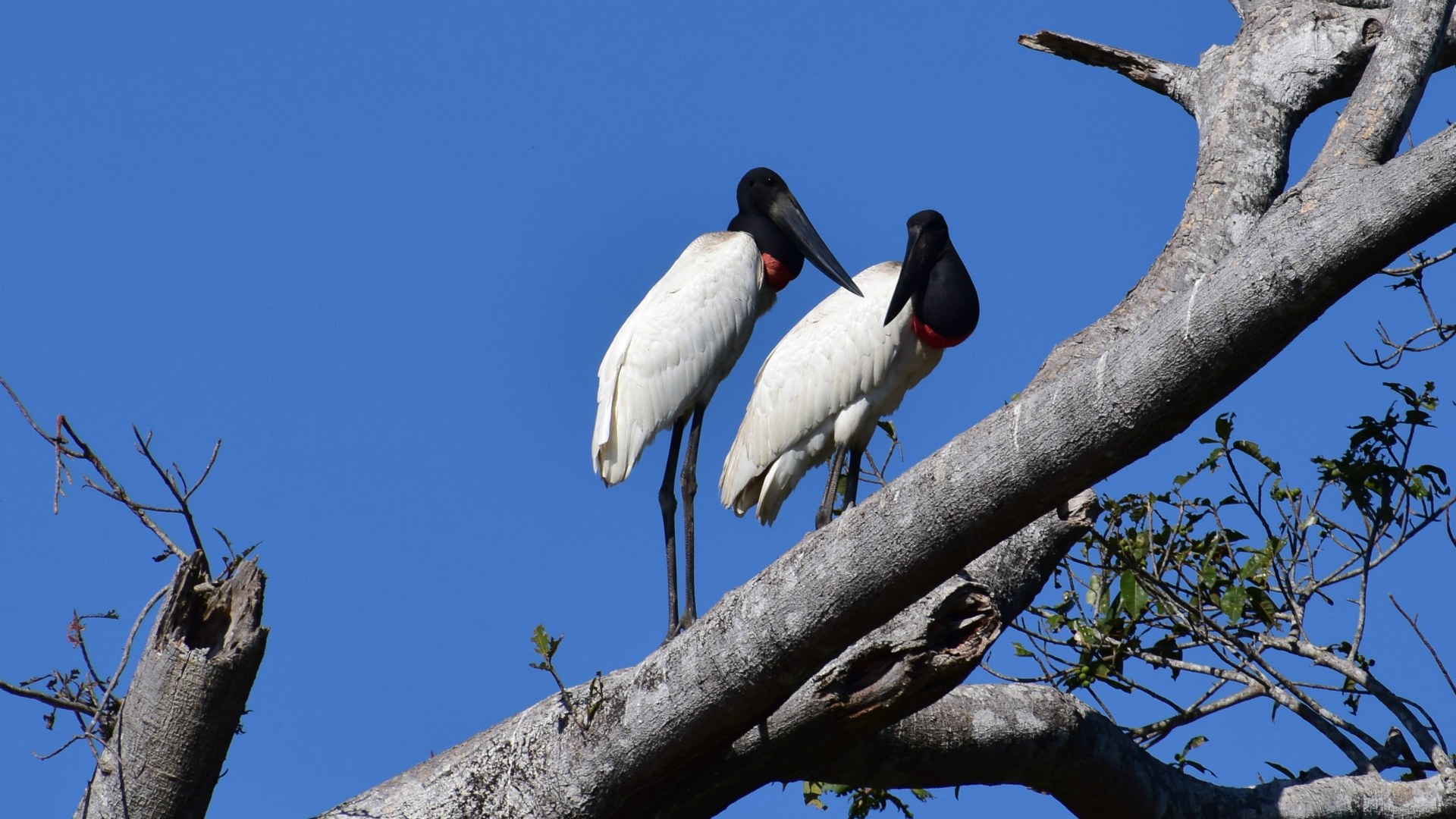 Jabiru Storks, Central Pantanal