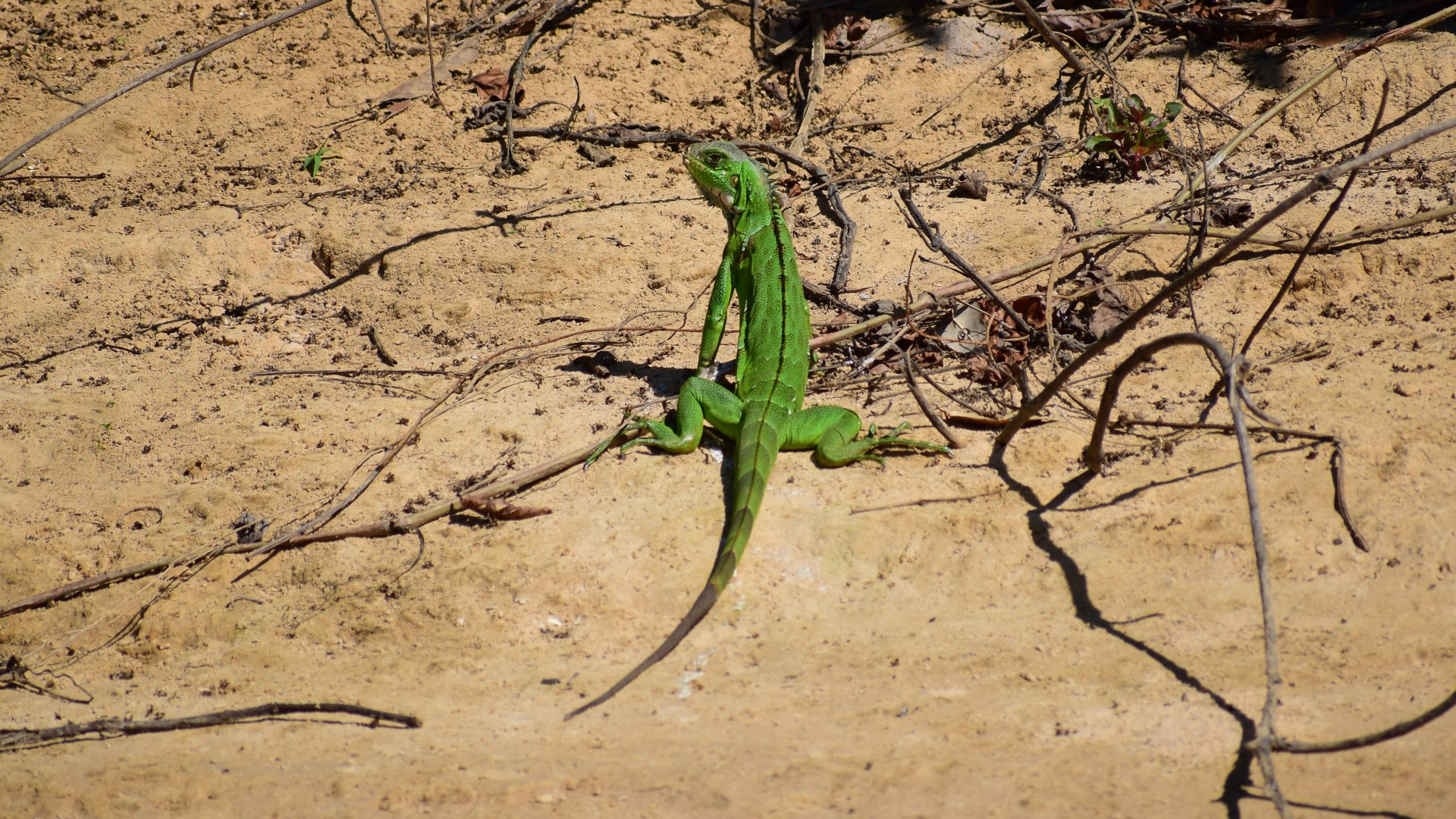 Green Iguana (juvenile), Central Pantanal