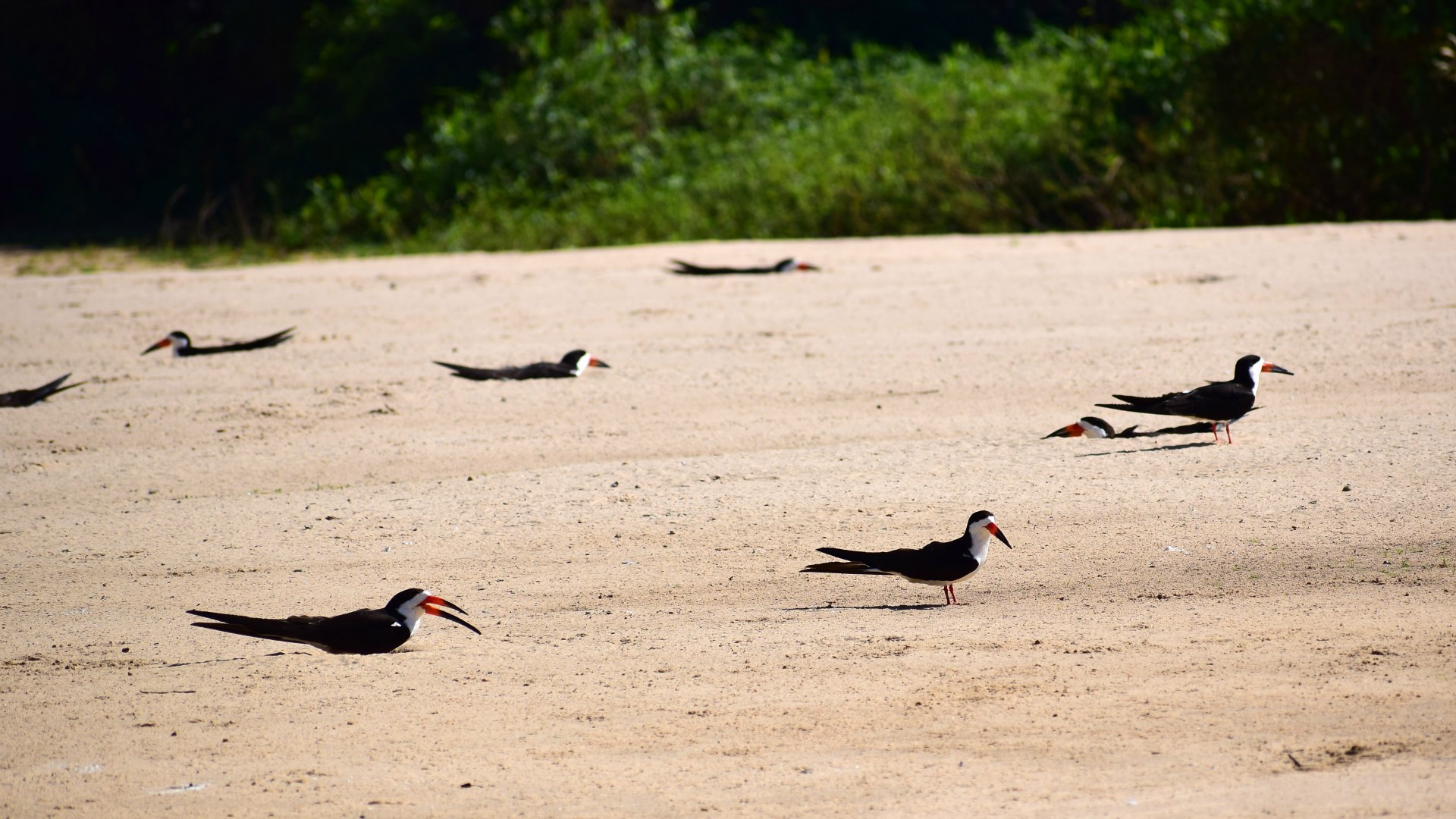 Black Skimmers, Central Pantanal