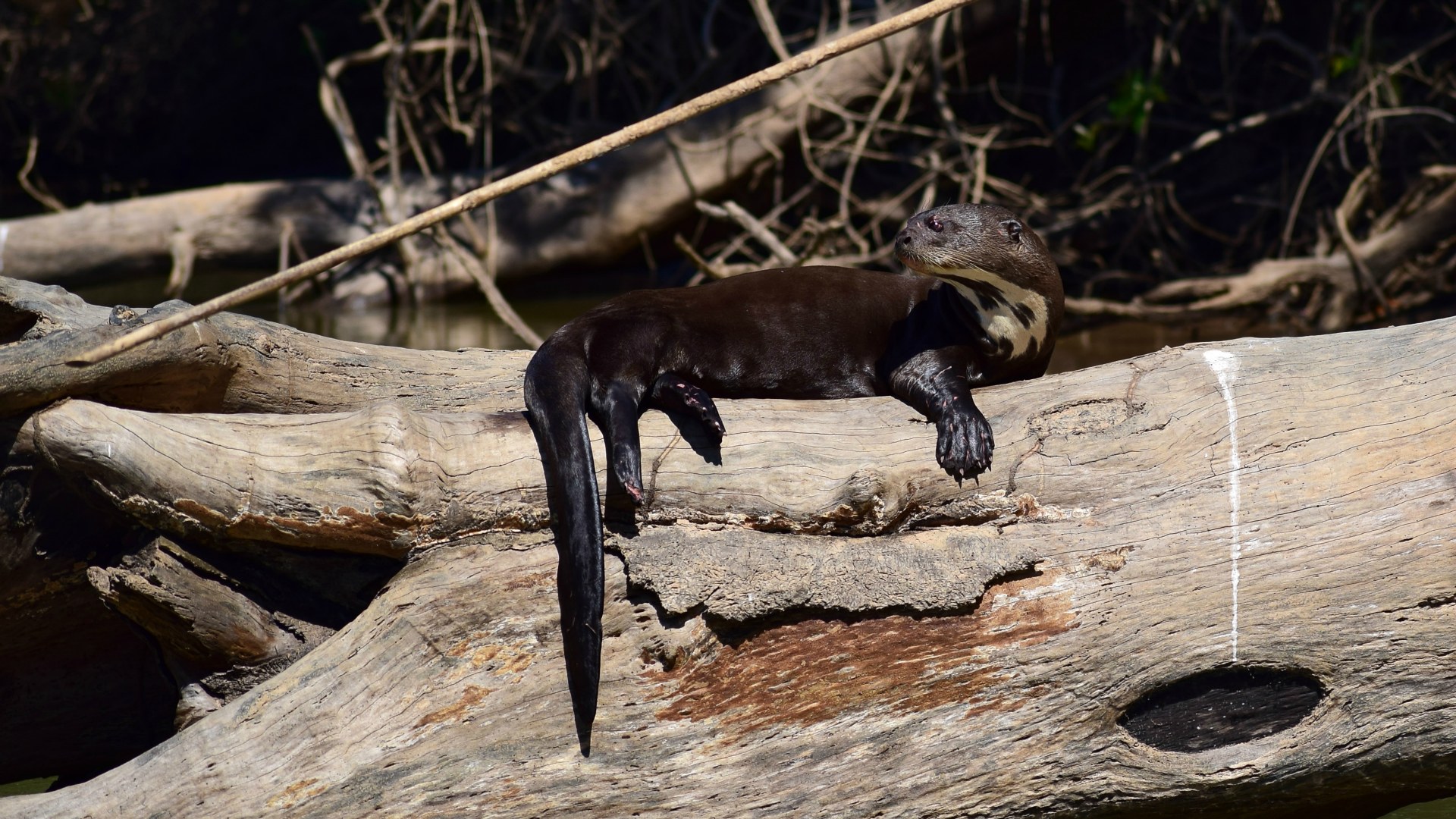 Giant Otter, Central Pantanal