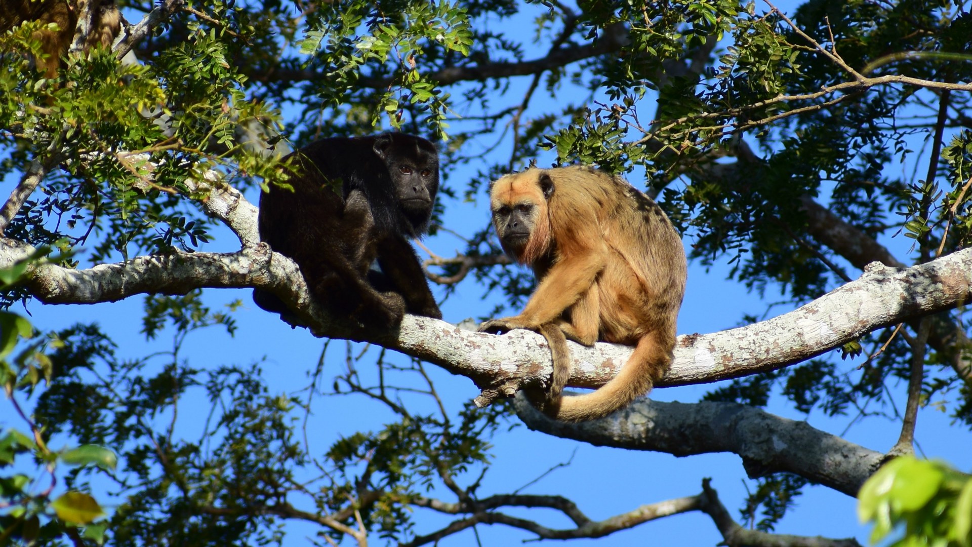 Paraguayan Howler Monkeys, Central Pantanal