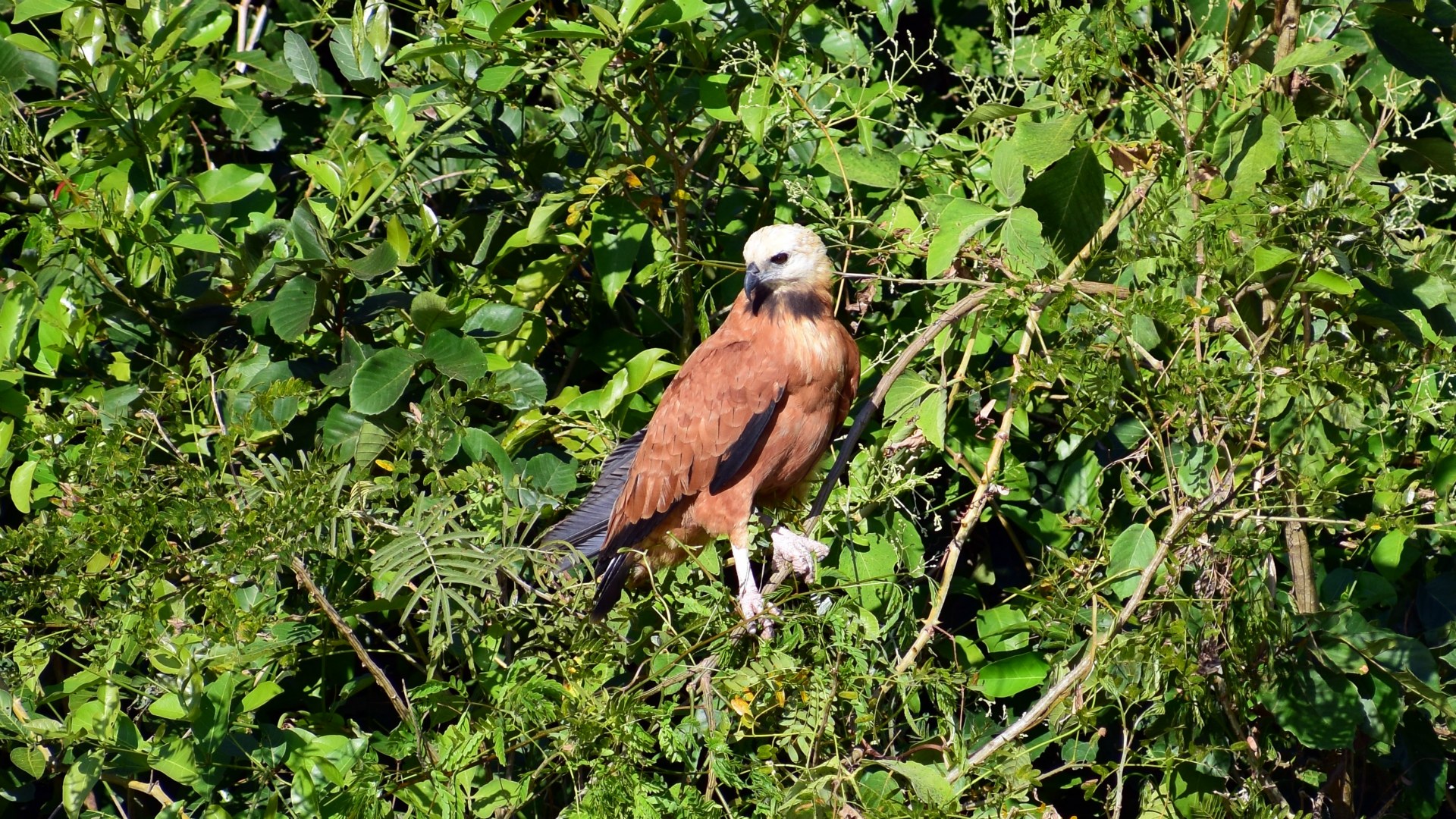 Black-collared Hawk, Central Pantanal