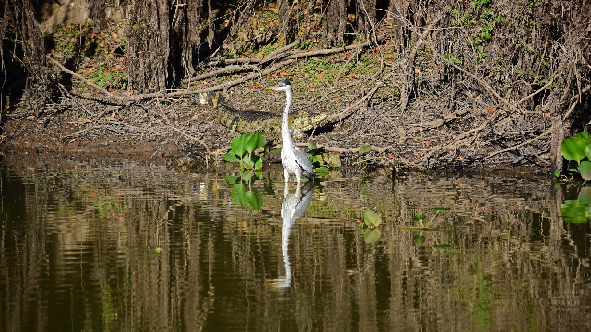 Cocoi Heron, Central Pantanal