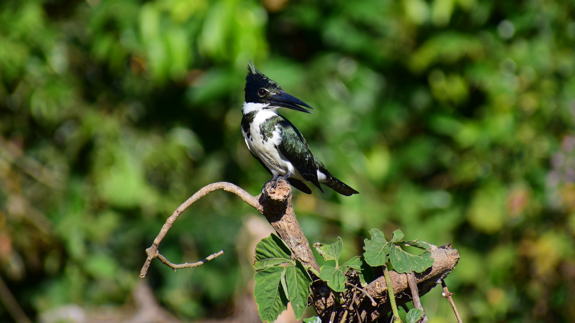 Amazon Kingfisher, Central Pantanal