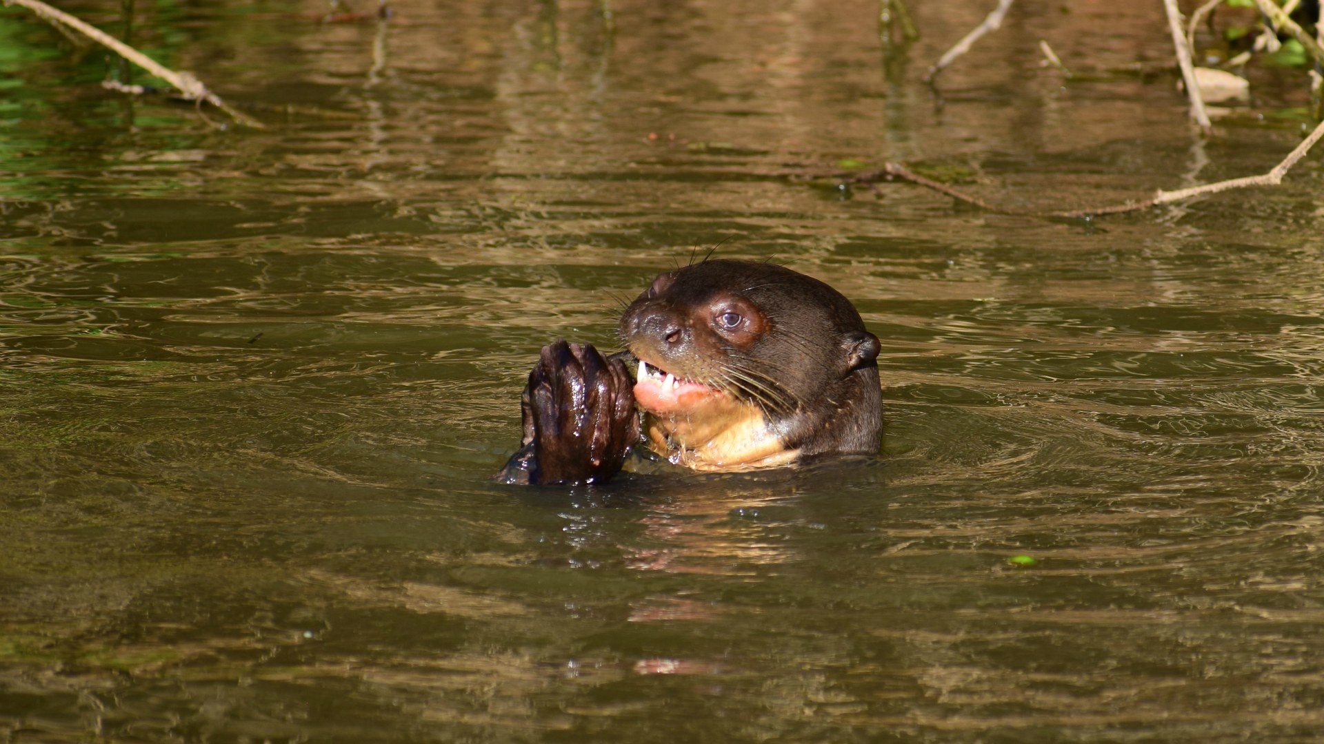 Giant Otter, Central Pantanal