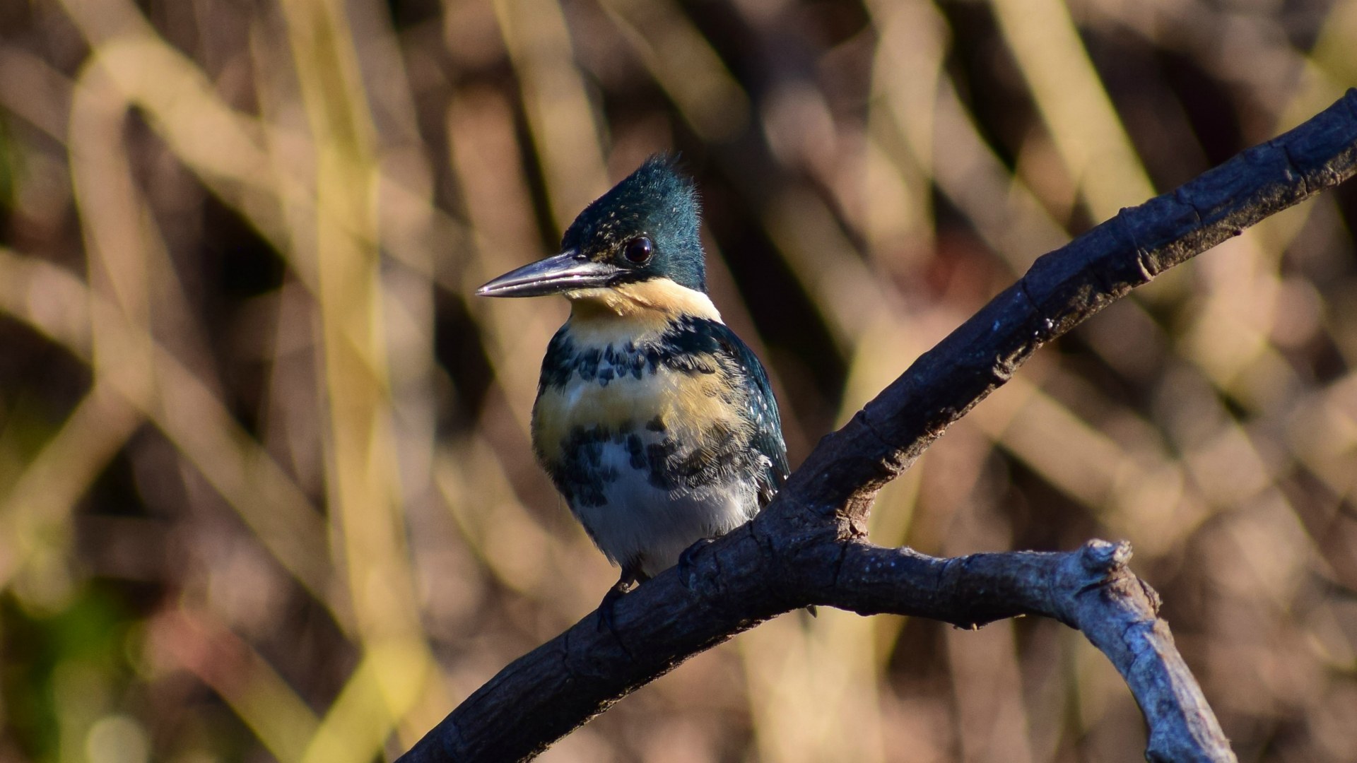 Green Kingfisher, Central Pantanal