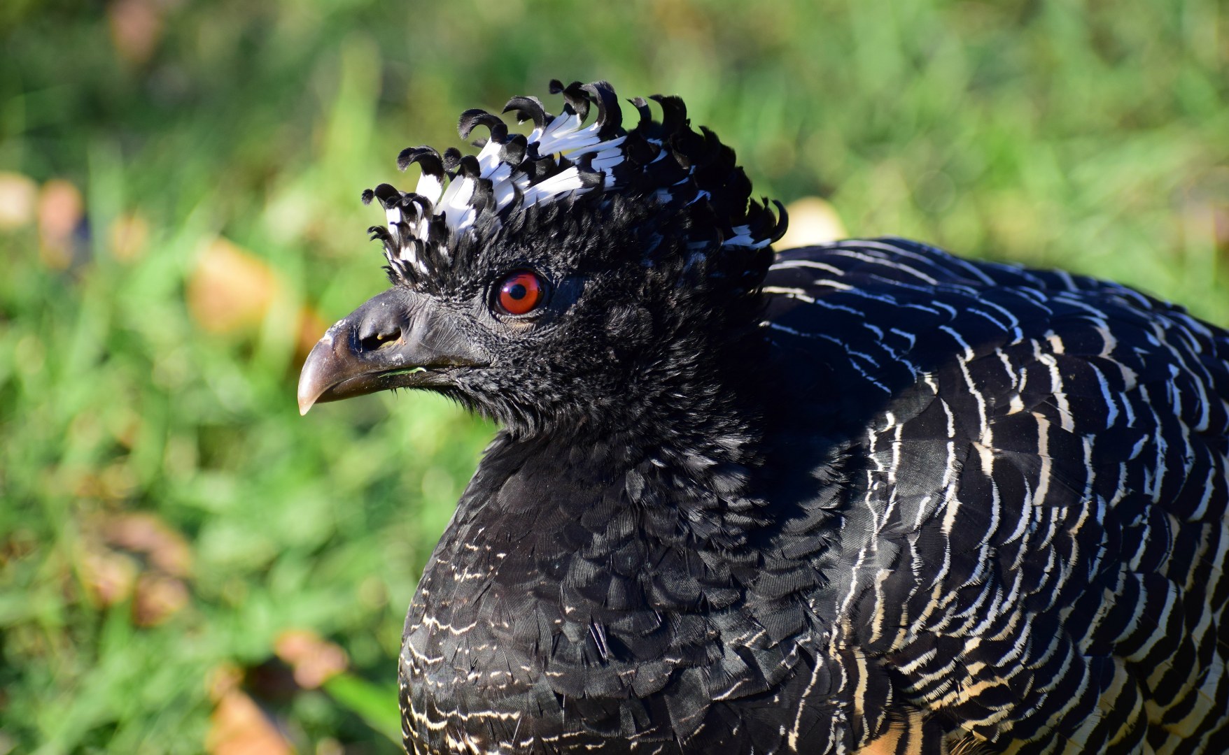 Bare-faced Curassow, Central Pantanal