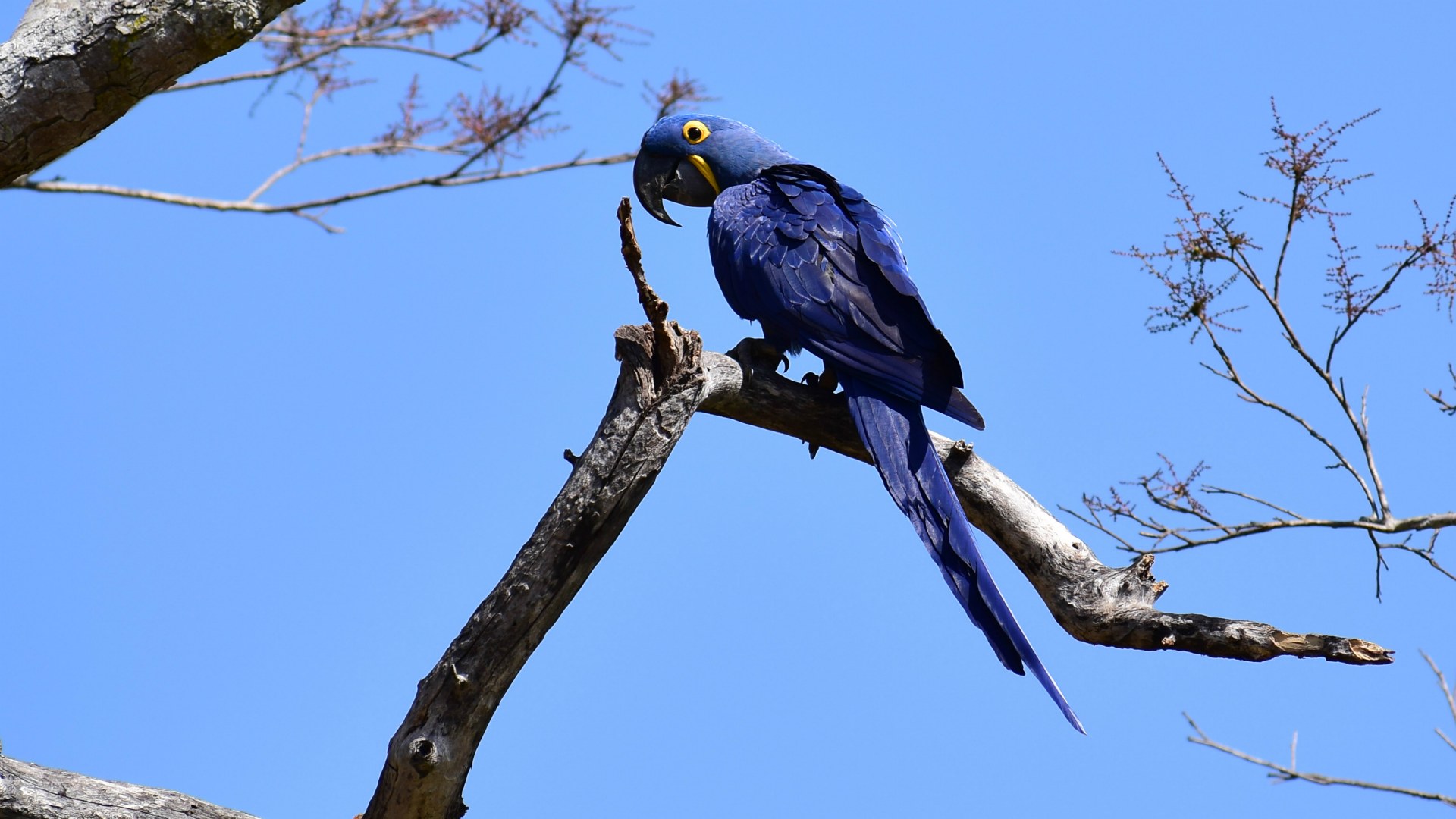 Hyacinth Macaw, Southern Pantanal