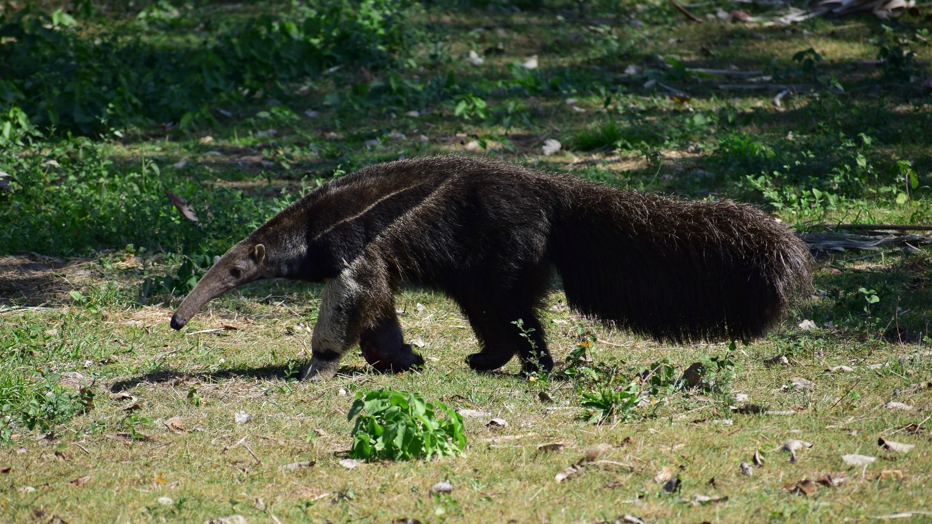 Giant anteater, Southern Pantanal