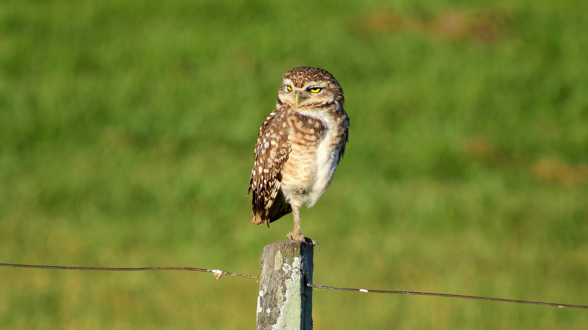 Burrowing Owl, Southern Pantanal