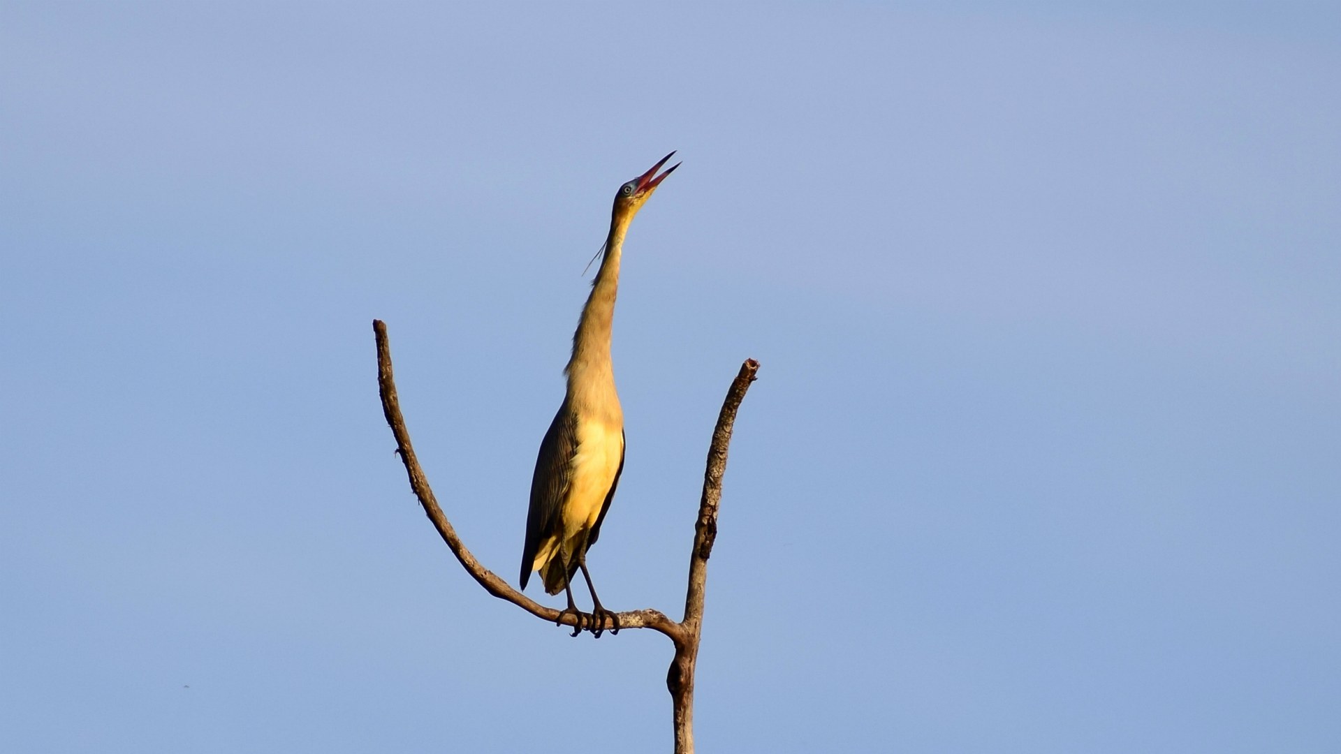 Whistling Heron, Southern Pantanal