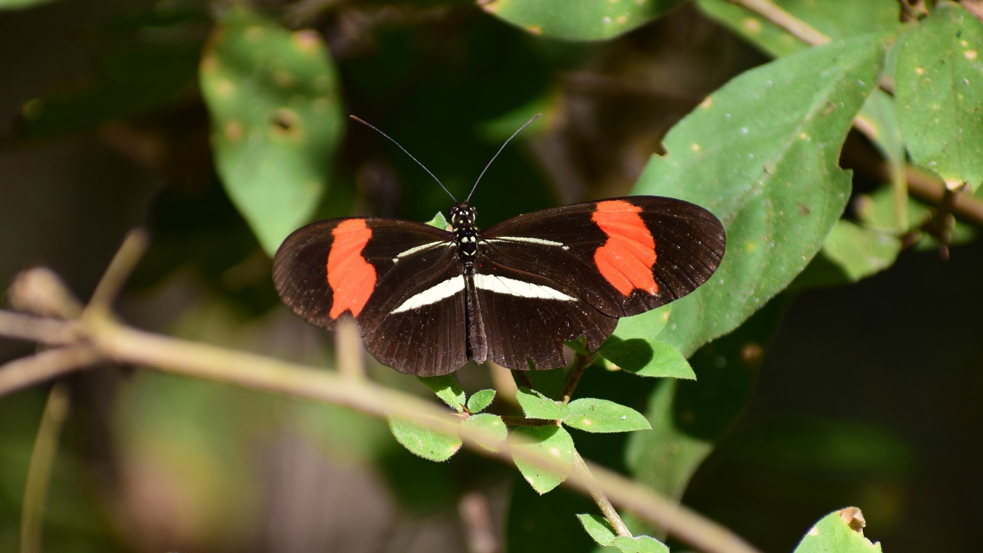 Crimson-patched Longwing, Southern Pantanal