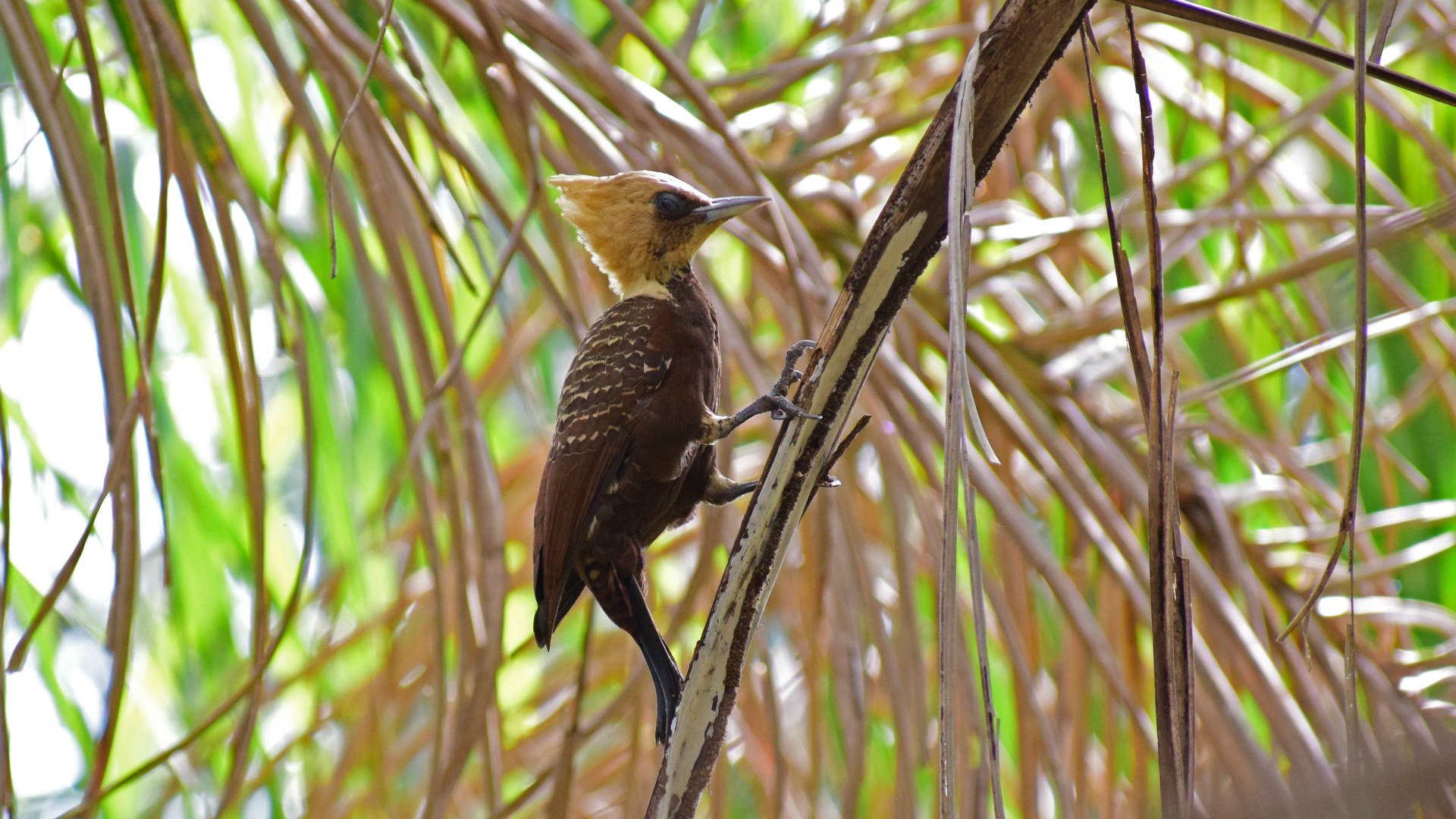 Pale-crested Woodpecker, Southern Pantanal