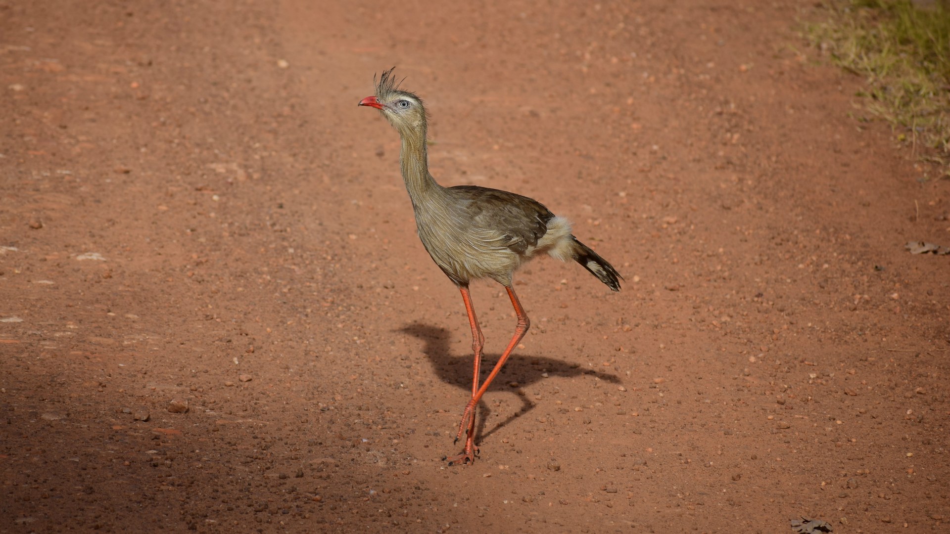 Red-legged Seriema, Southern Pantanal