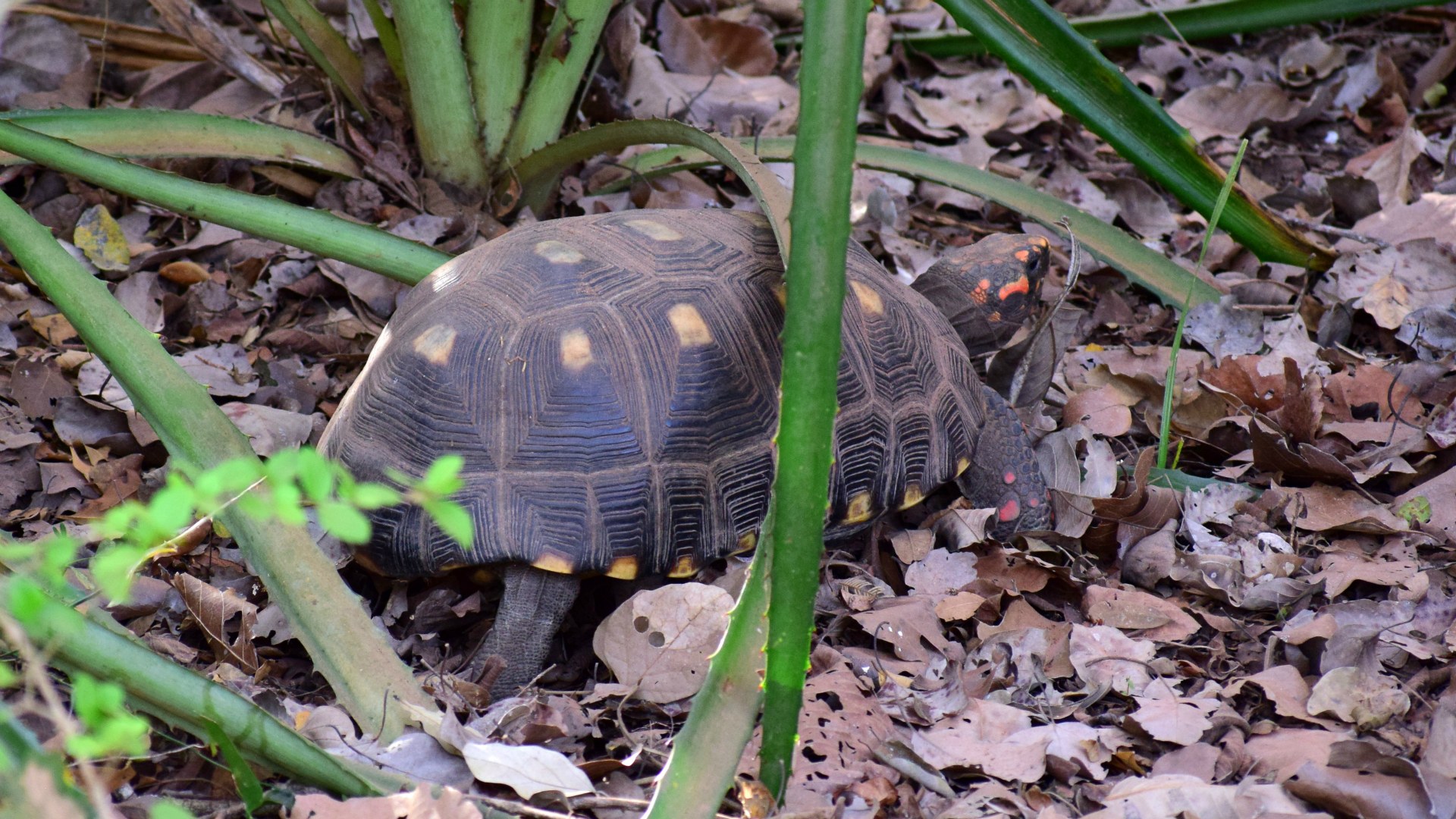 Red-footed Tortoise, Southern Pantanal