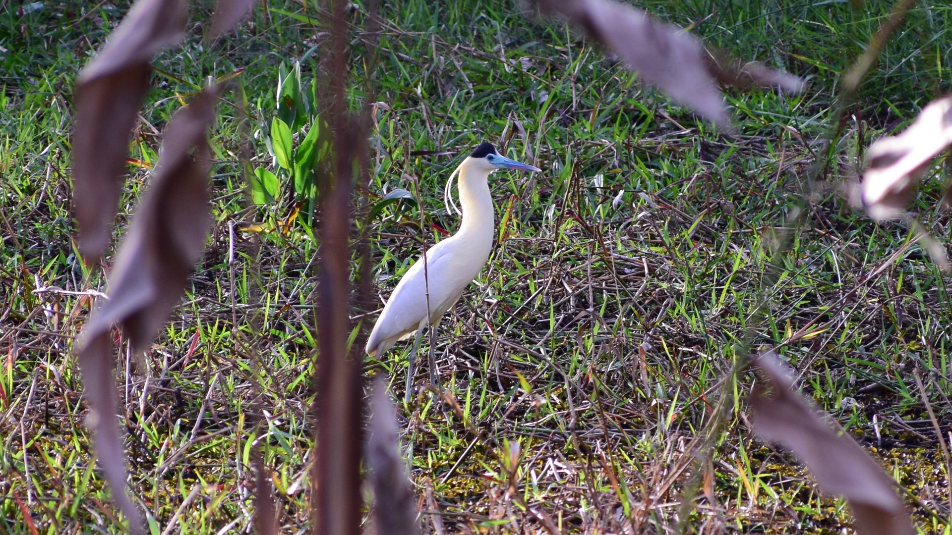 Capped Heron, Southern Pantanal