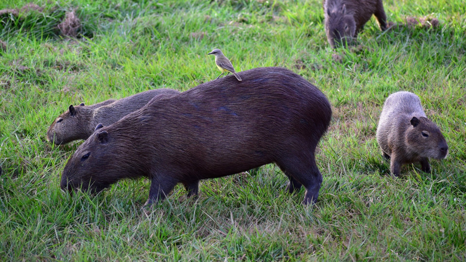 Capybaras, Southern Pantanal
