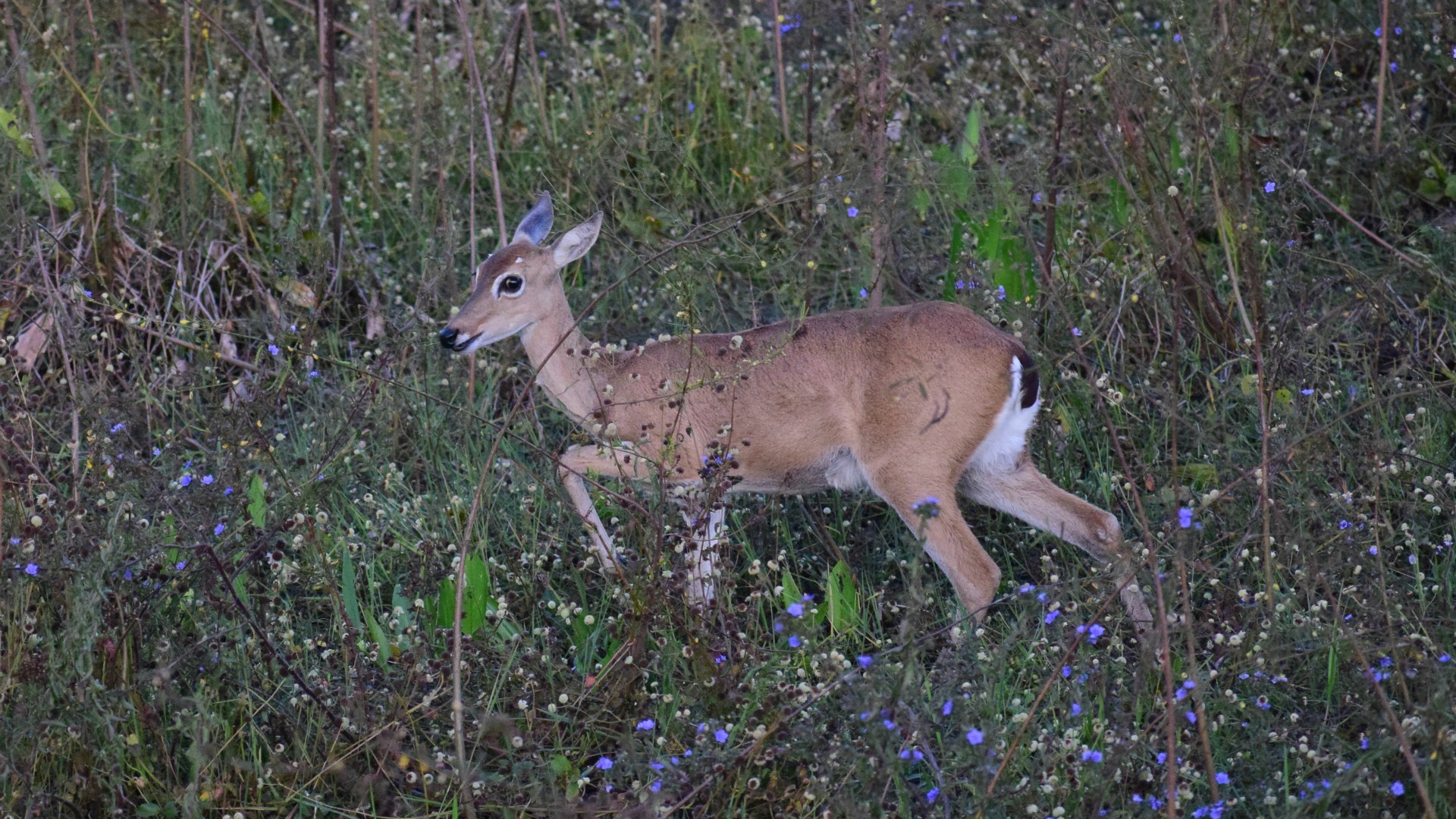 Pampas Deer, Southern Pantanal