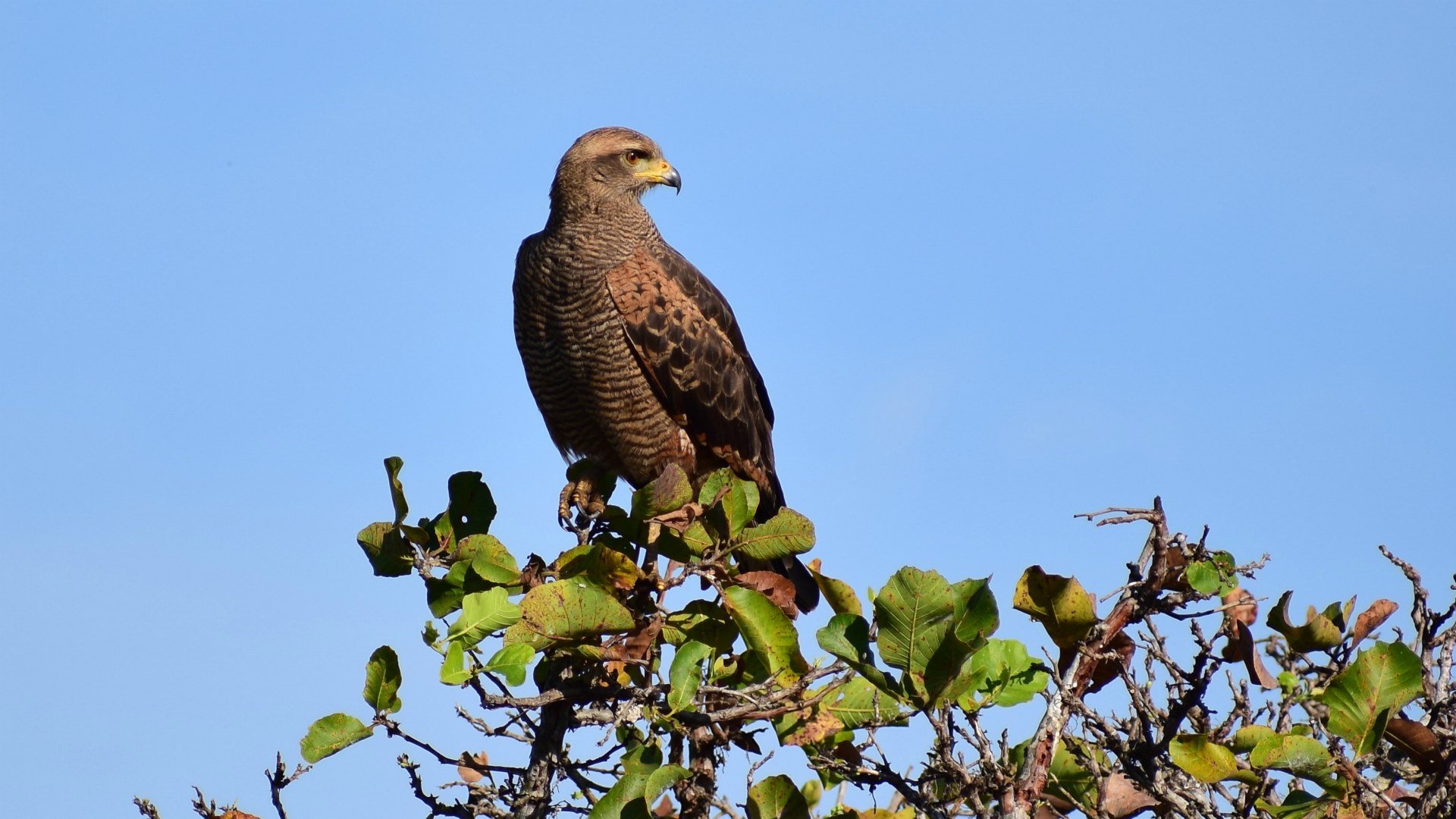 Savannah Hawk, Southern Pantanal