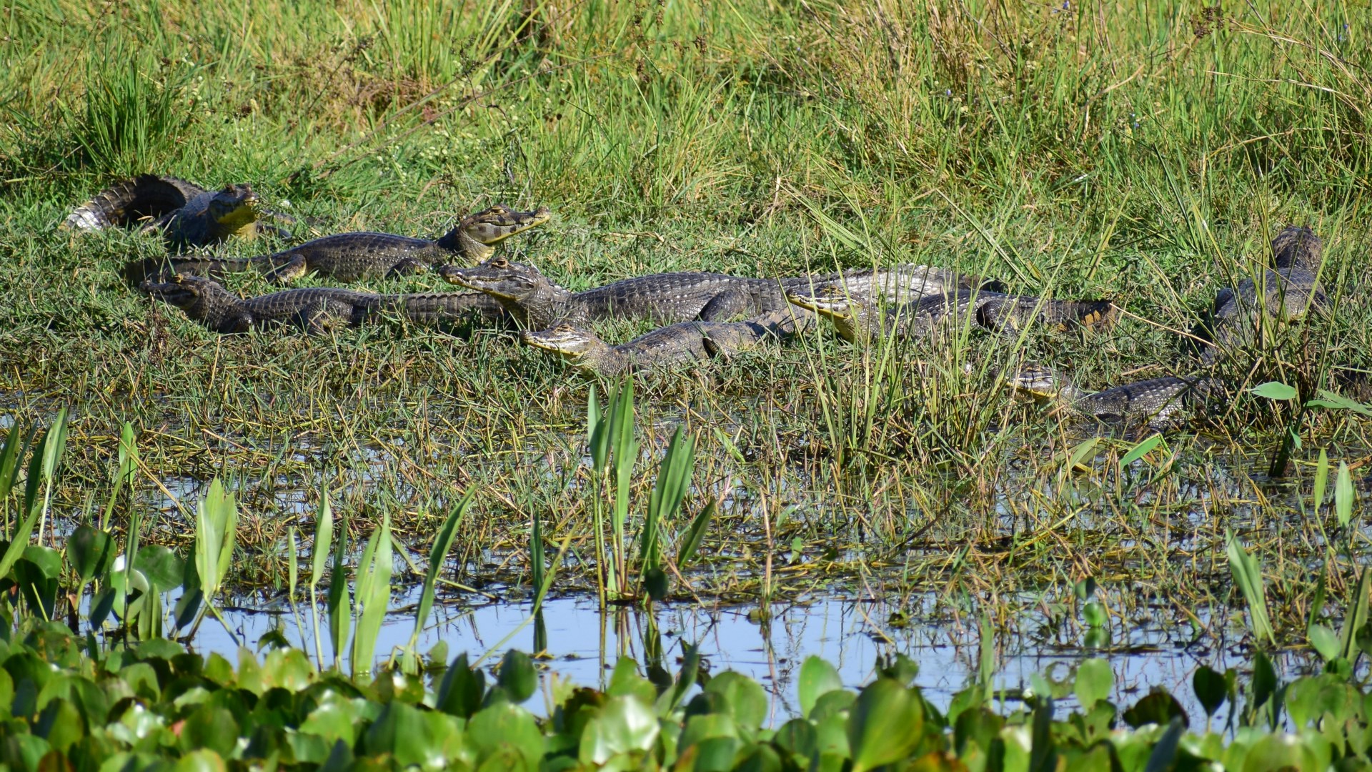 Caimans, Southern Pantanal