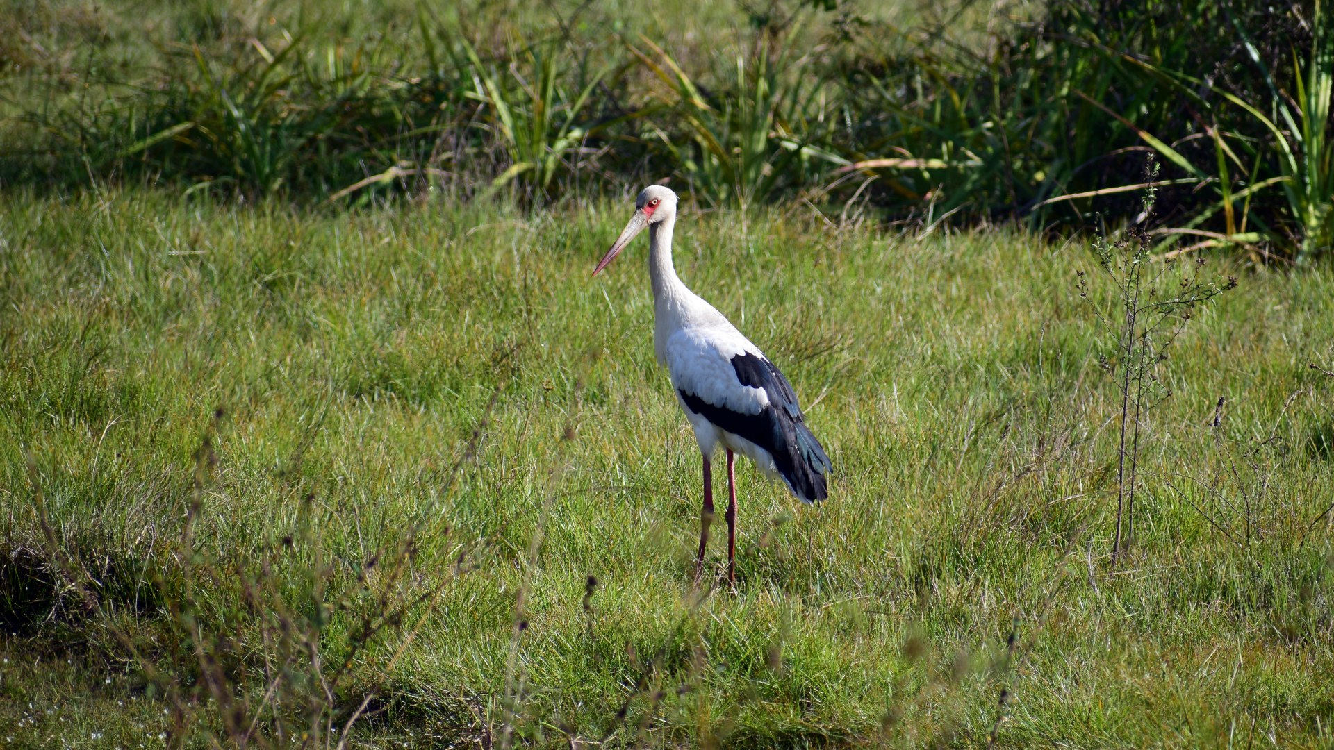 Maguari Stork, Southern Pantanal