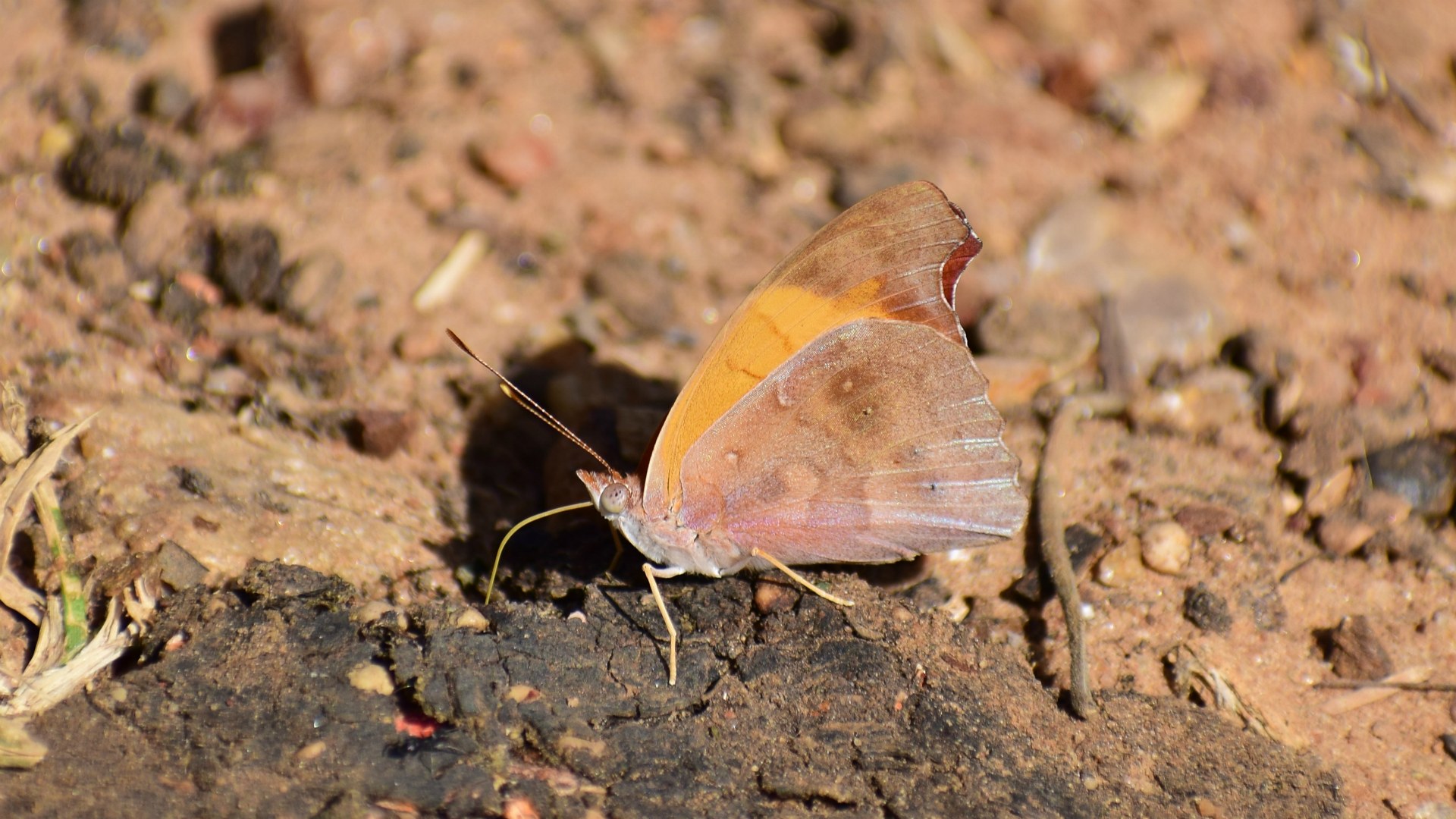 Butterfly, Southern Pantanal