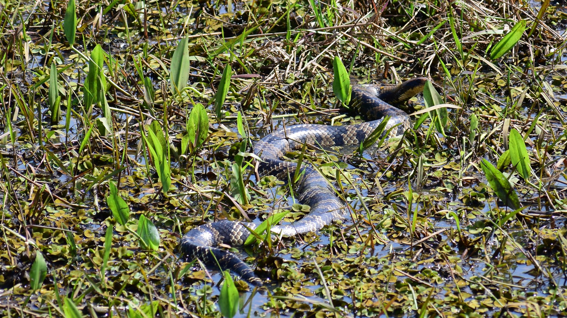 False Water Snake, Southern Pantanal