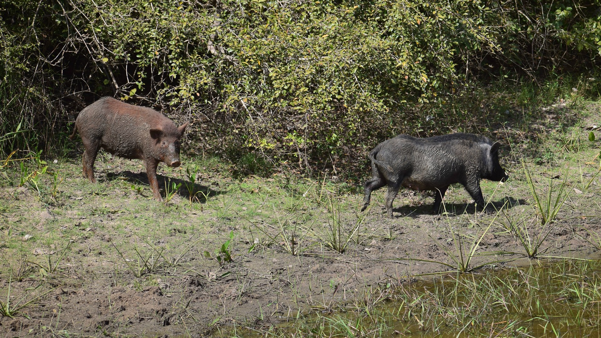 Feral Pigs, Southern Pantanal
