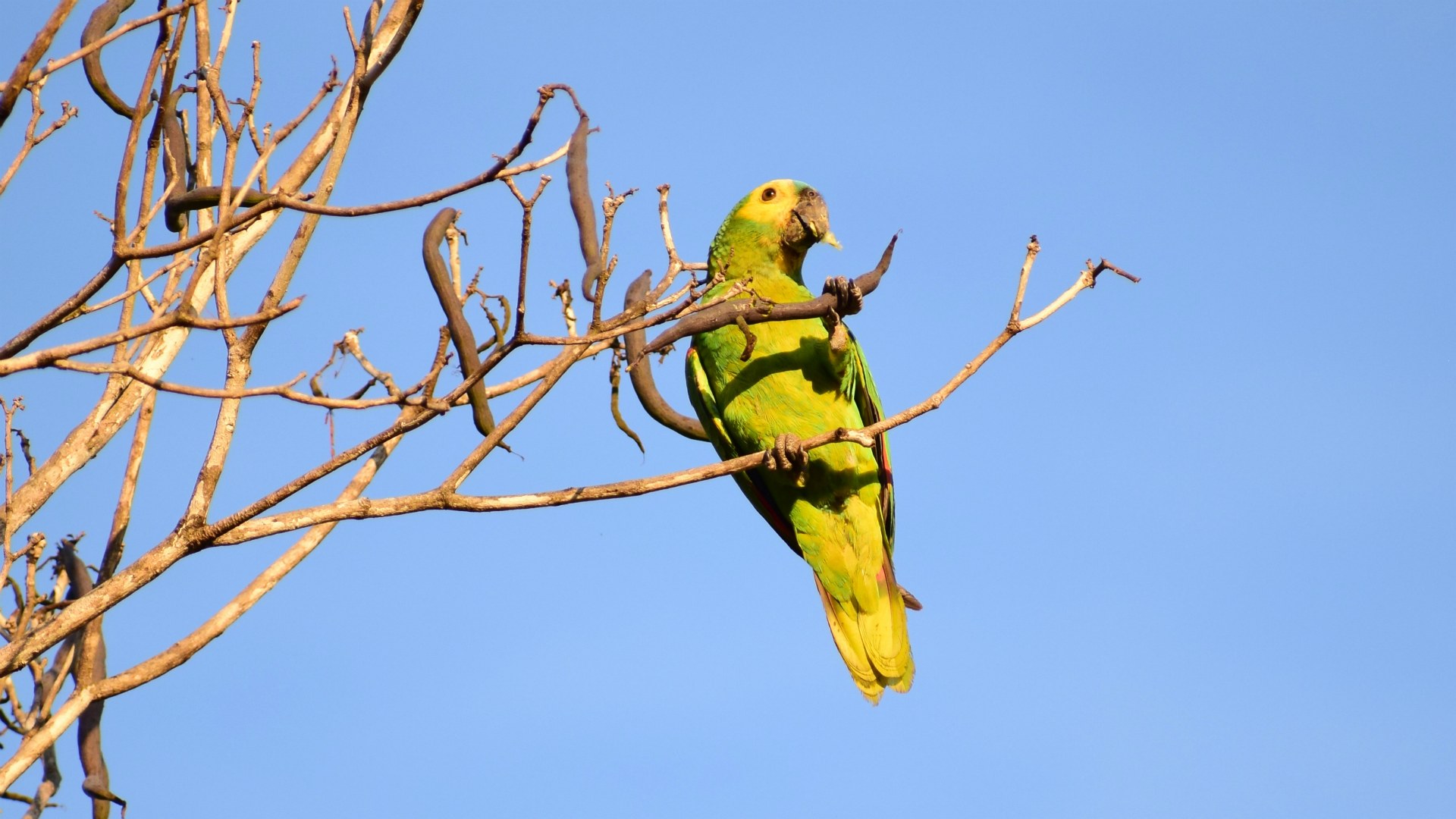 Blue-fronted Parrot, Southern Pantanal