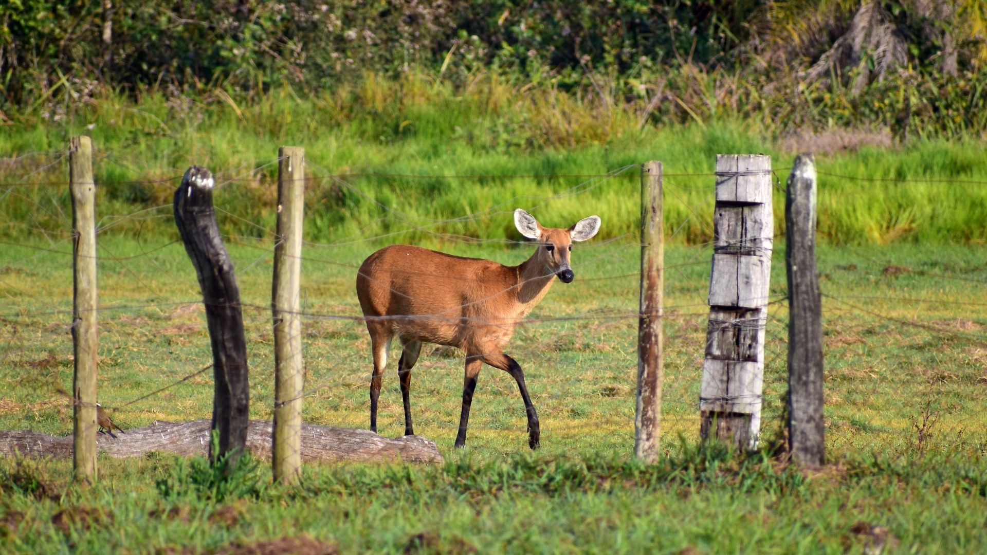 Marsh Deer, Southern Pantanal