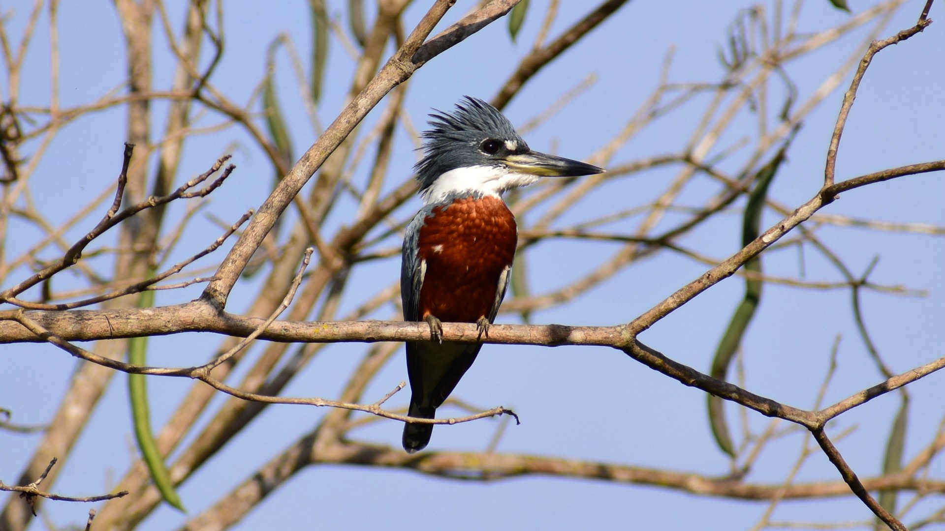 Ringed Kingfisher, Southern Pantanal