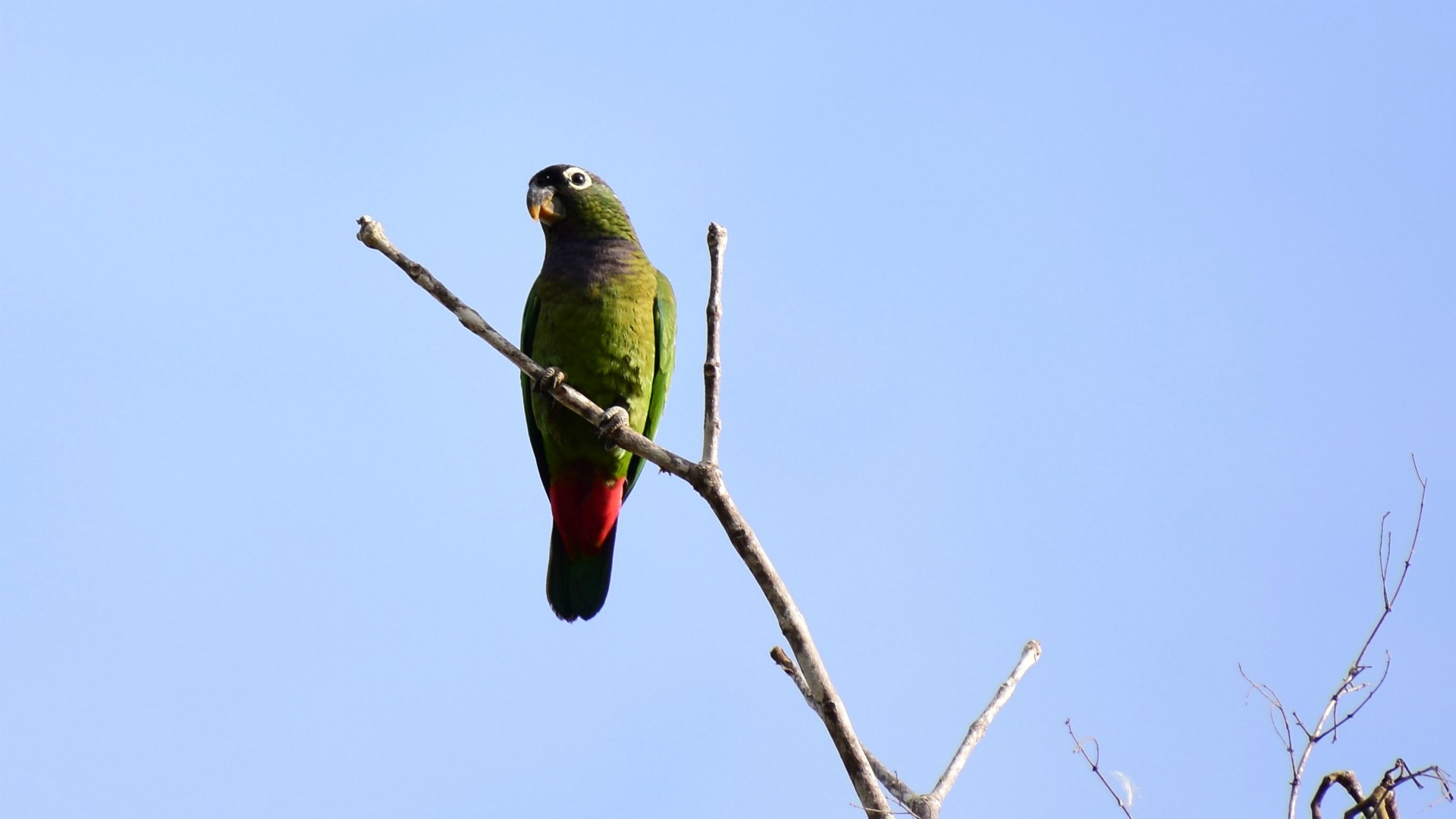 Scaly-headed Parrot, Southern Pantanal