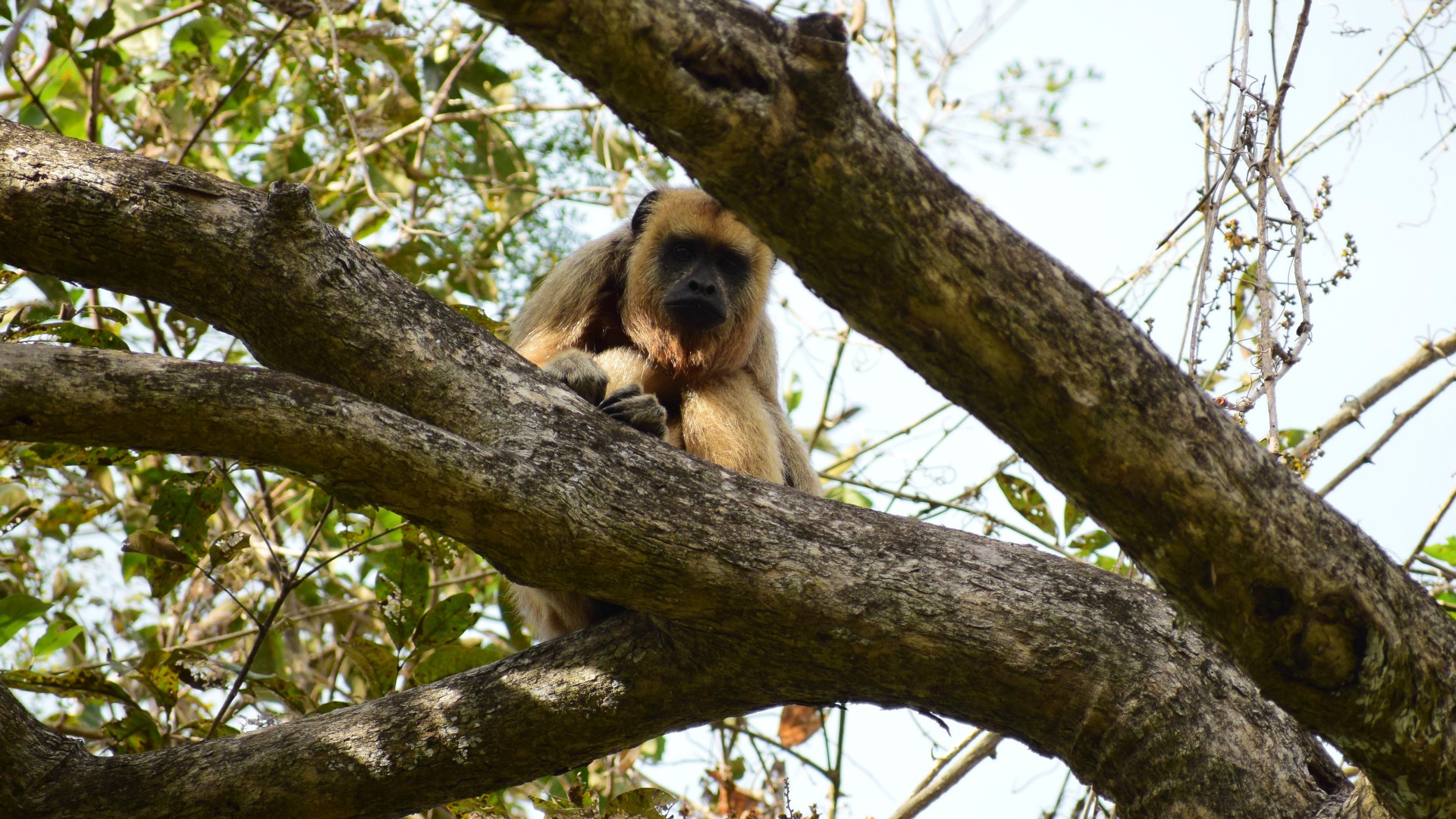 Paraguayan Howler Monkey, Southern Pantanal