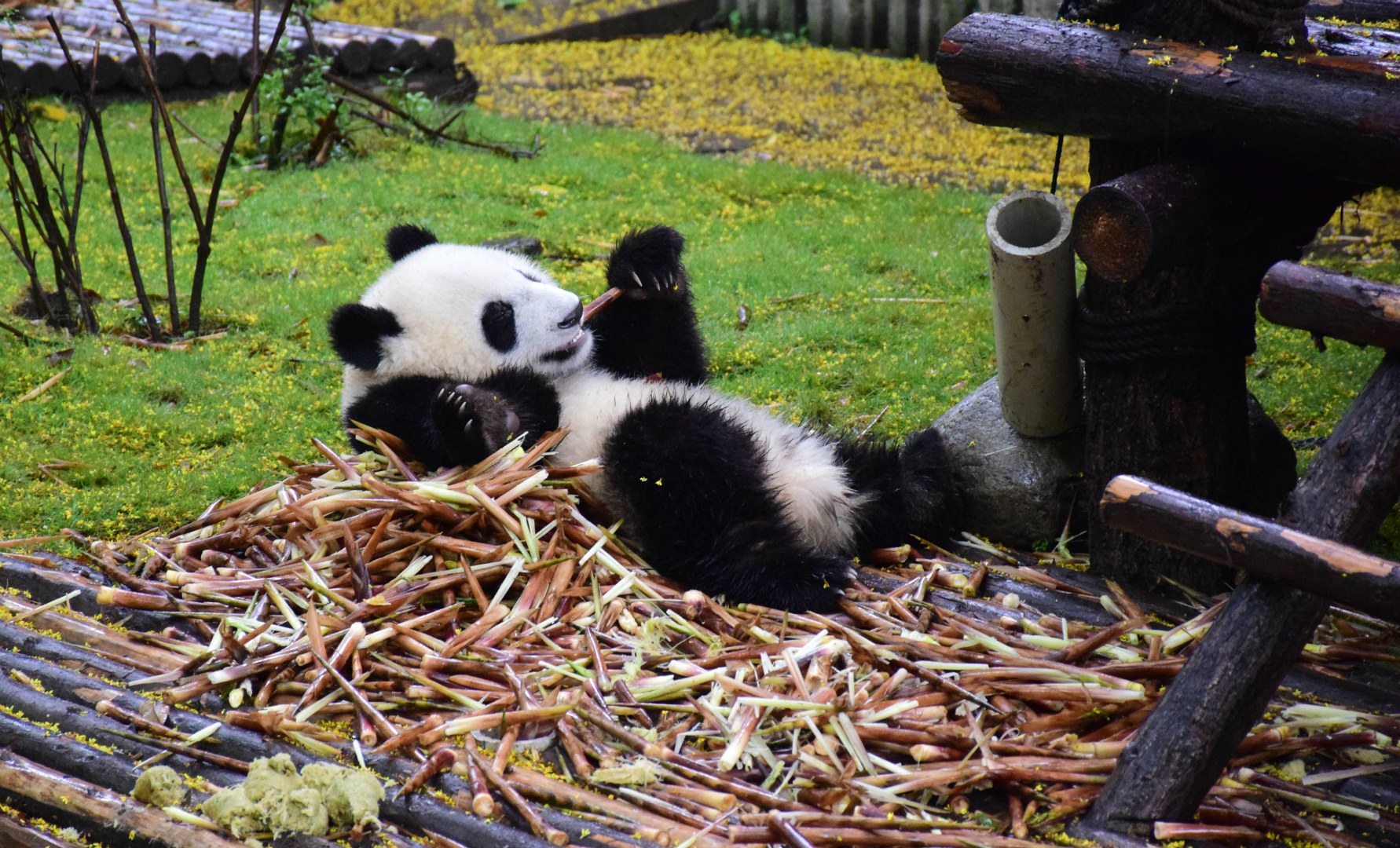 Young Giant Panda, Panda Research Centre, Chengdu
