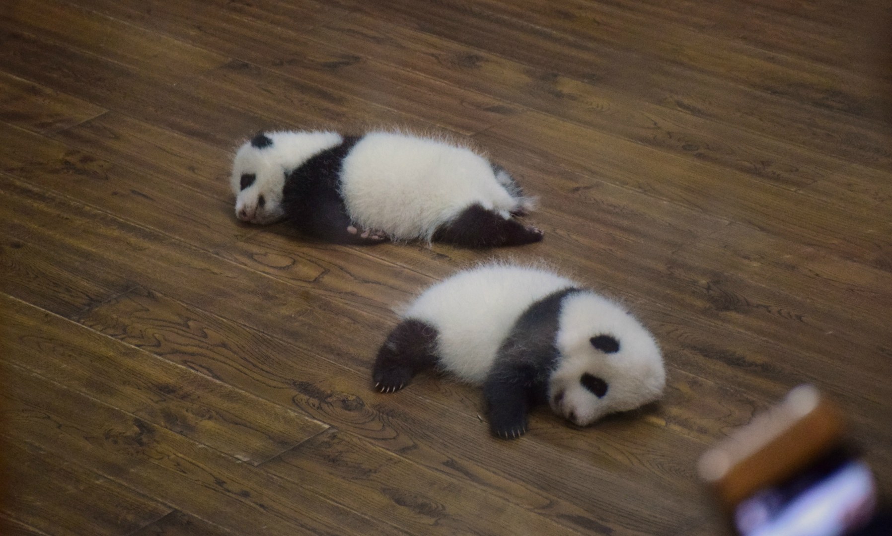Baby Giant Pandas, Panda Research Centre, Chengdu