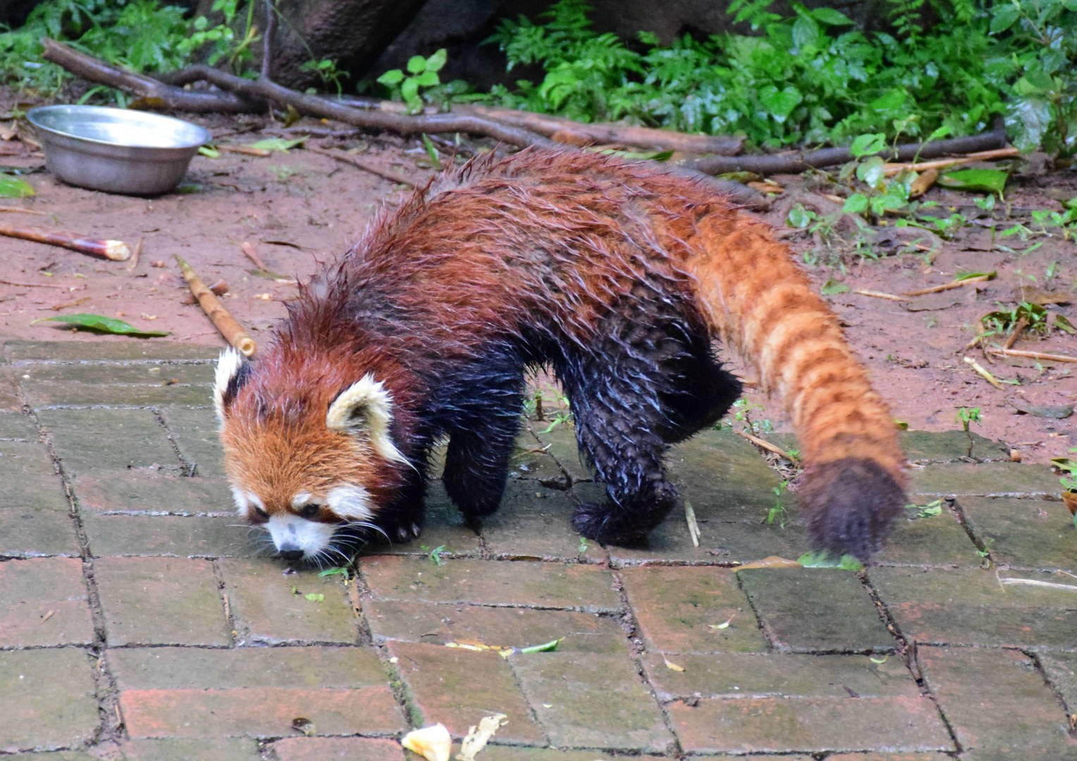 Red Panda, Panda Research Centre, Chengdu