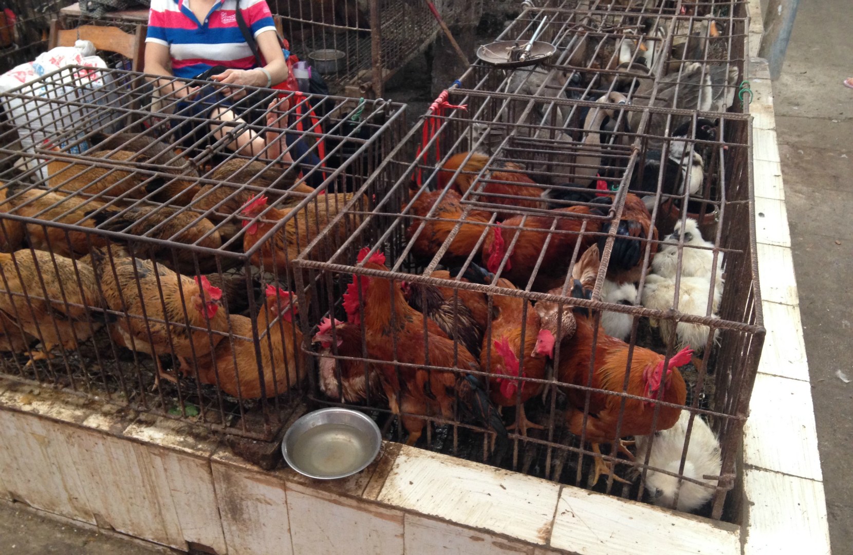 Chickens, Yangshuo Market