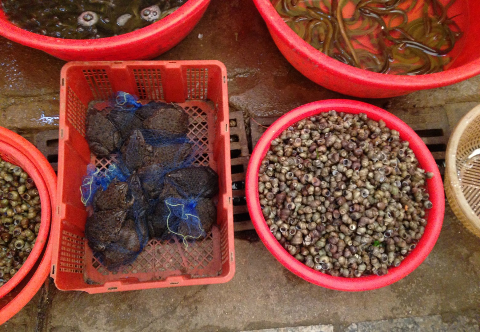 Frogs and Snails, Yangshuo Market