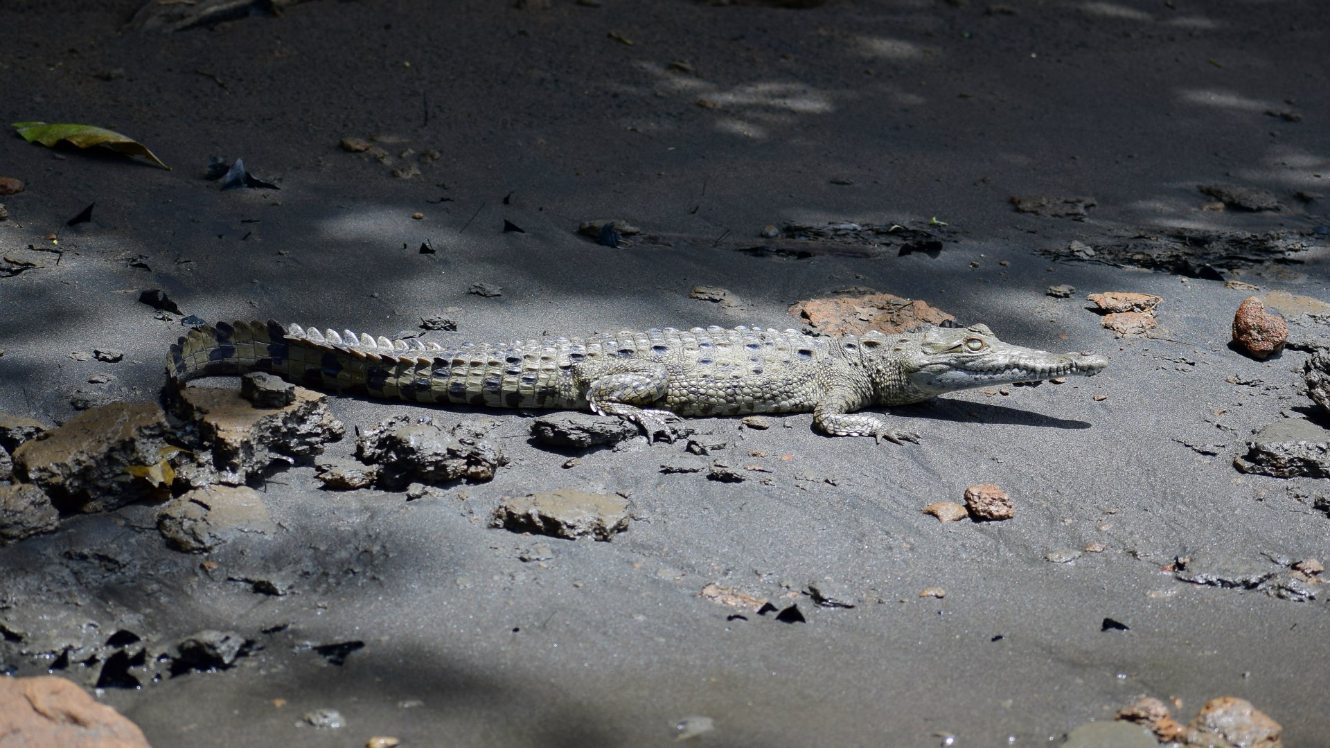 Young Crocodile, Rio Suerte