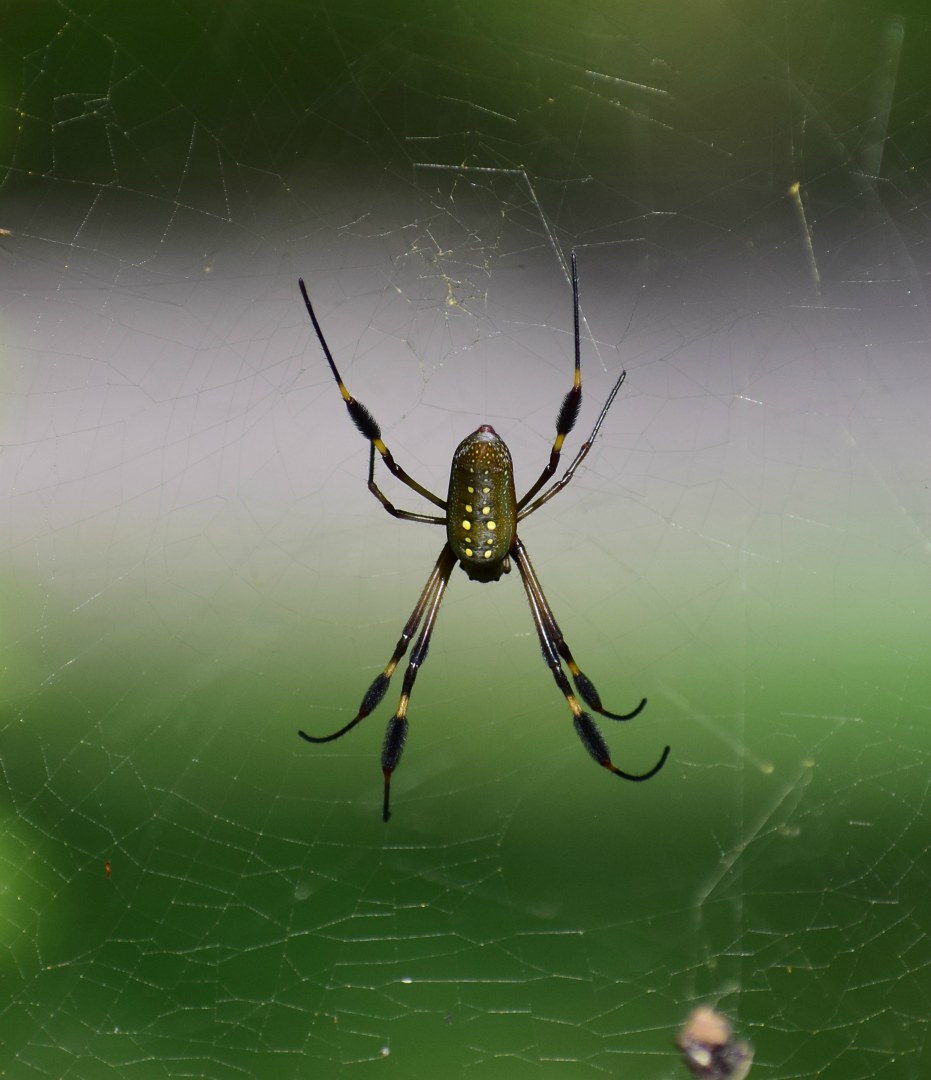 Golden Orb Spider, Tortuguero National Park